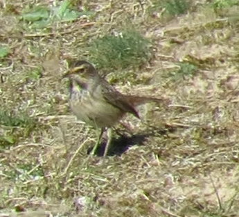 White-spotted Bluethroat - 04-04-2023