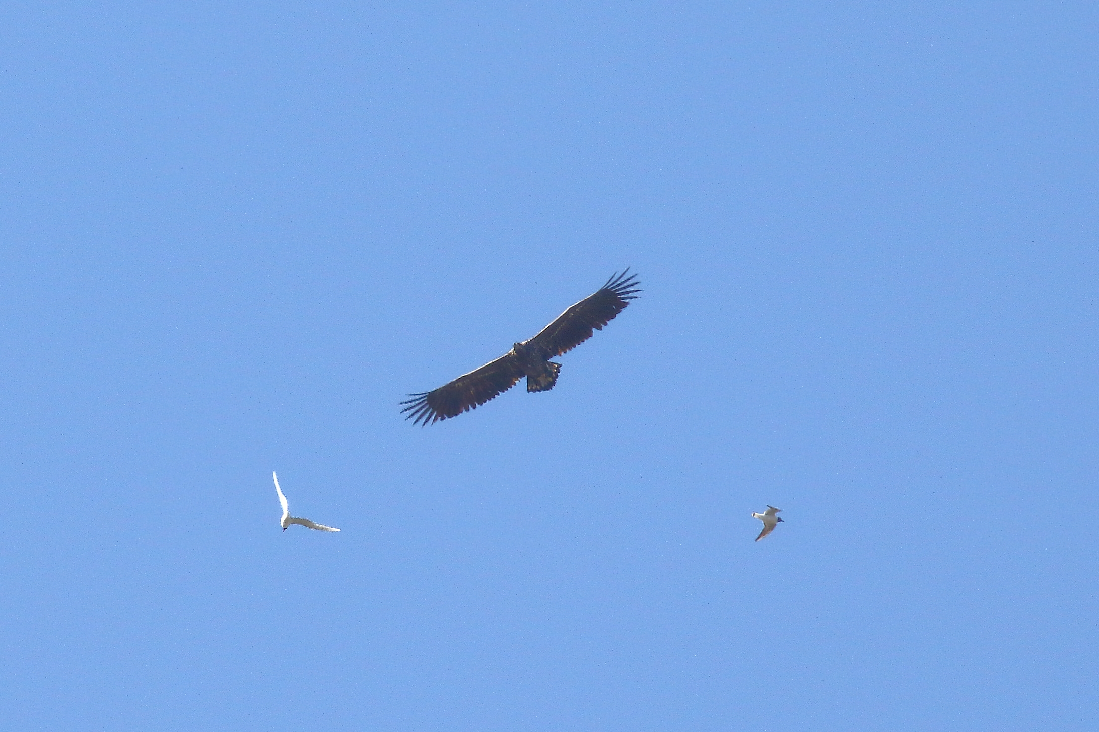 White-tailed Eagle - 02-05-2021