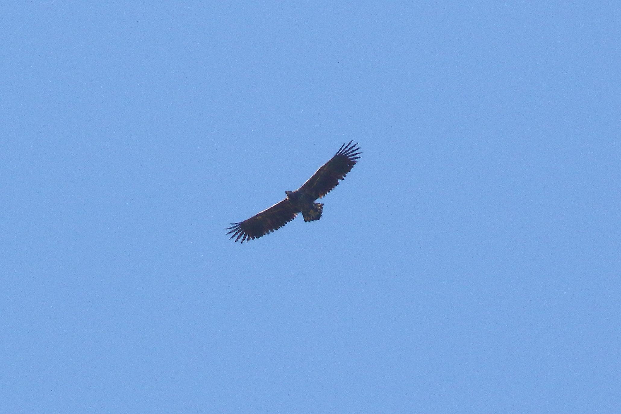 White-tailed Eagle - 02-05-2021