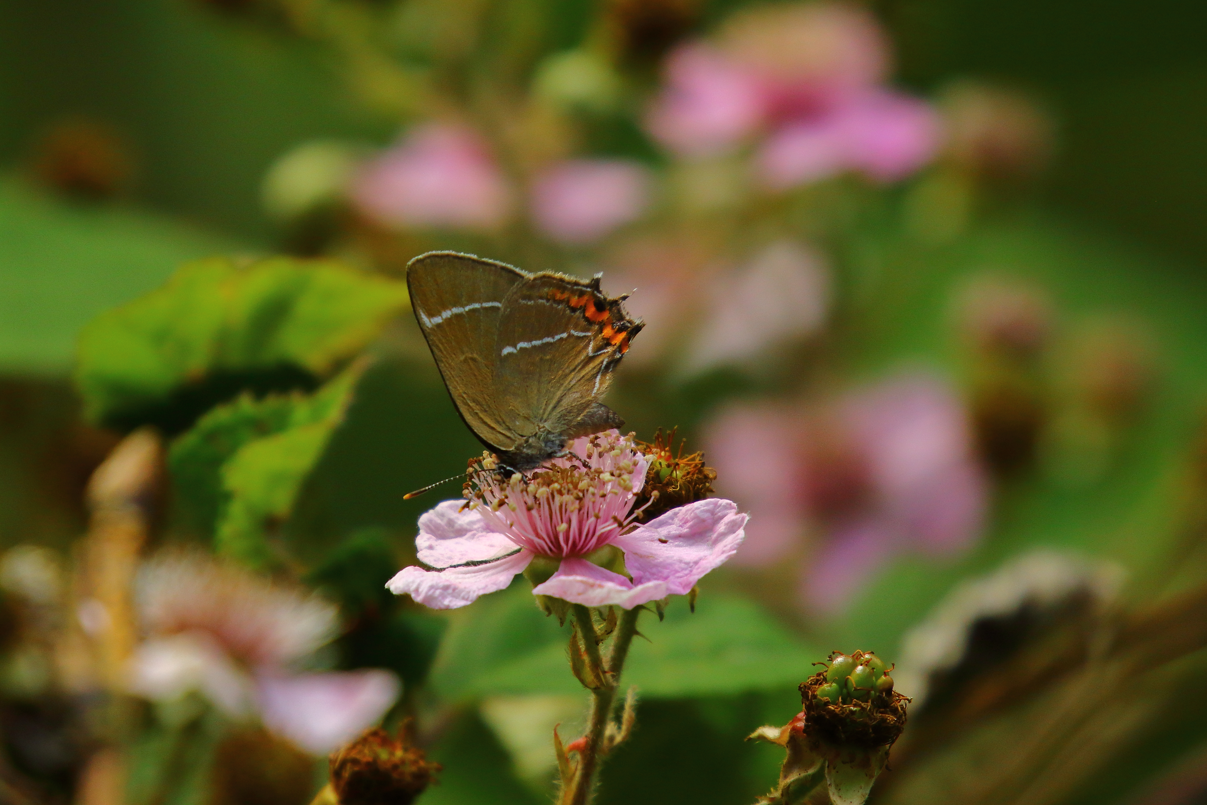 White-letter Hairstreak - 17-08-2021