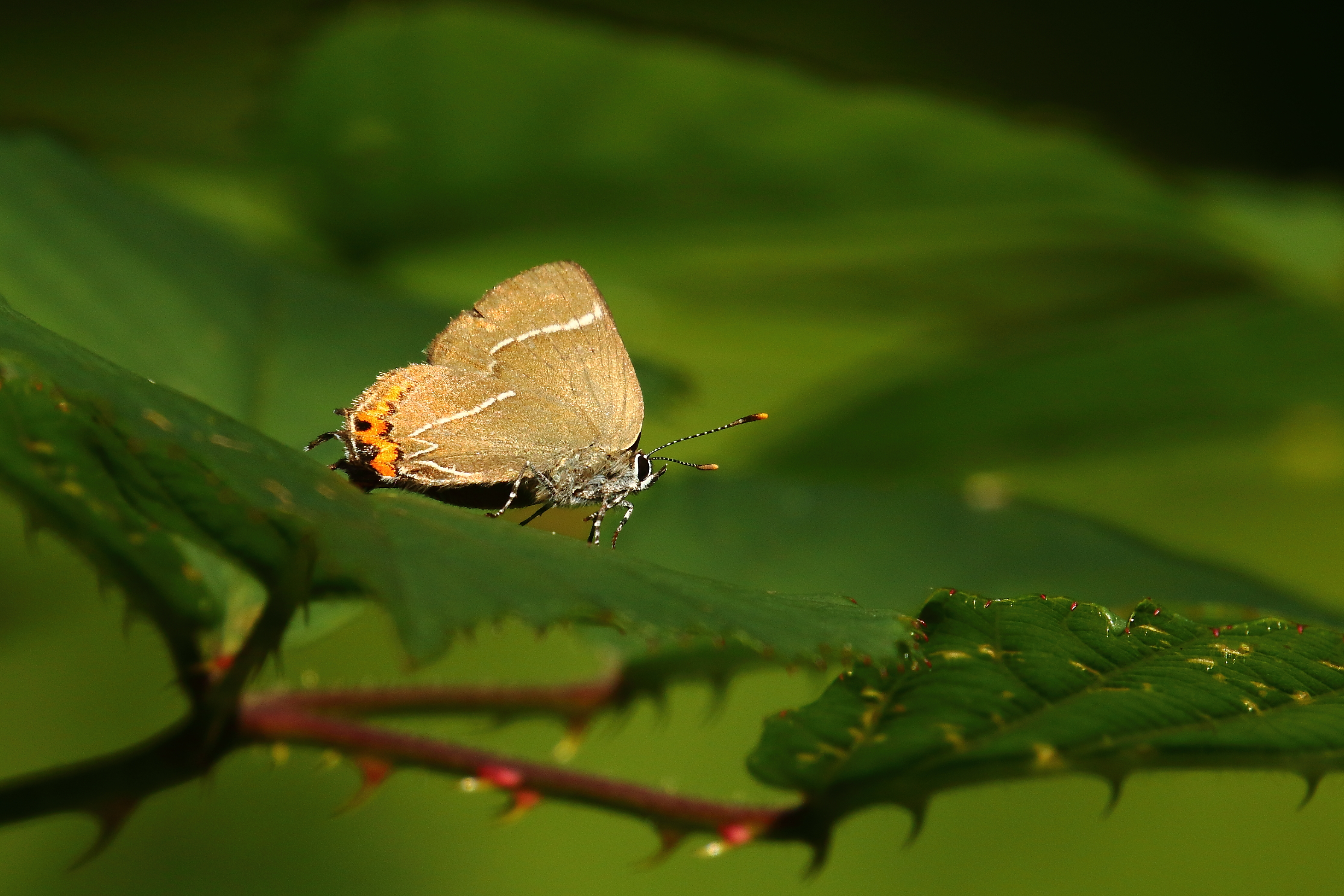 White-letter Hairstreak - 17-08-2021