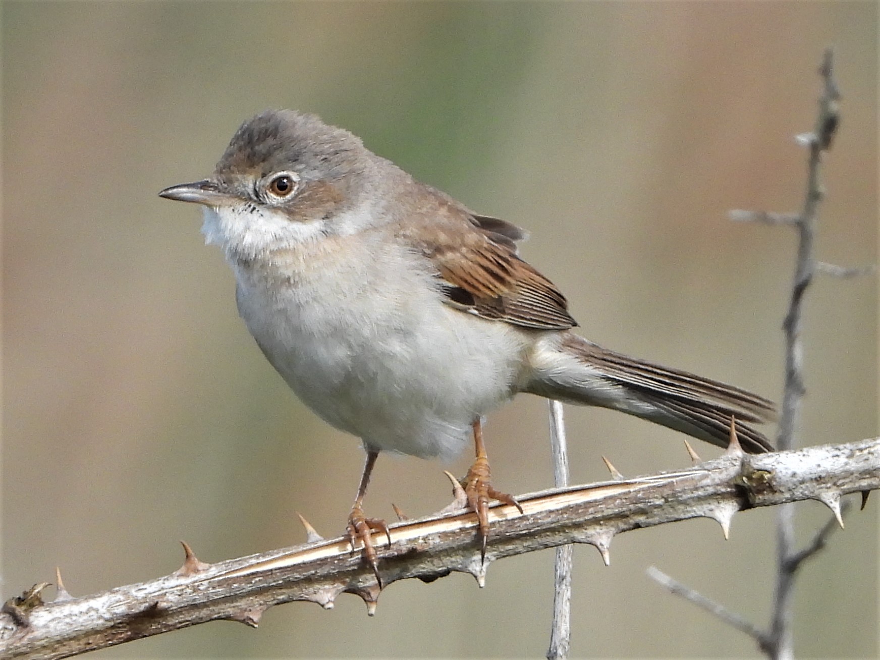 Whitethroat - 24-05-2021