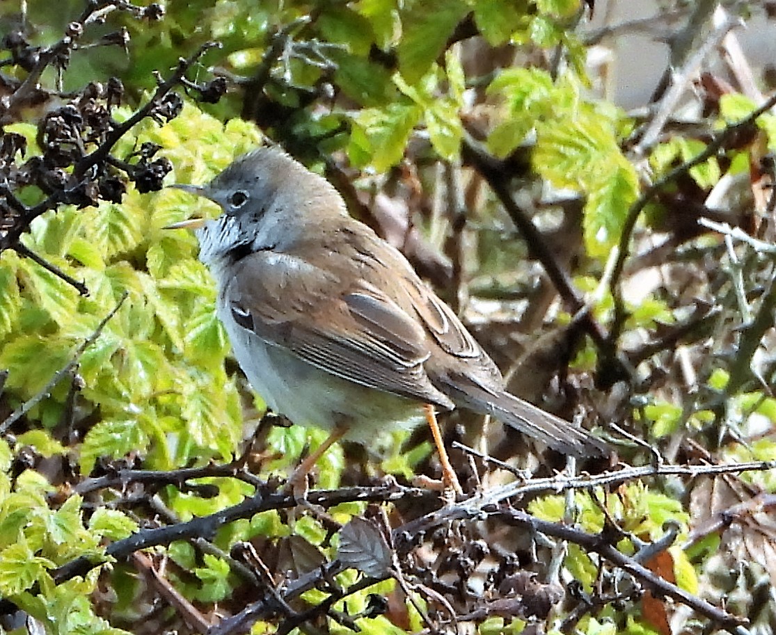 Whitethroat - 30-04-2021