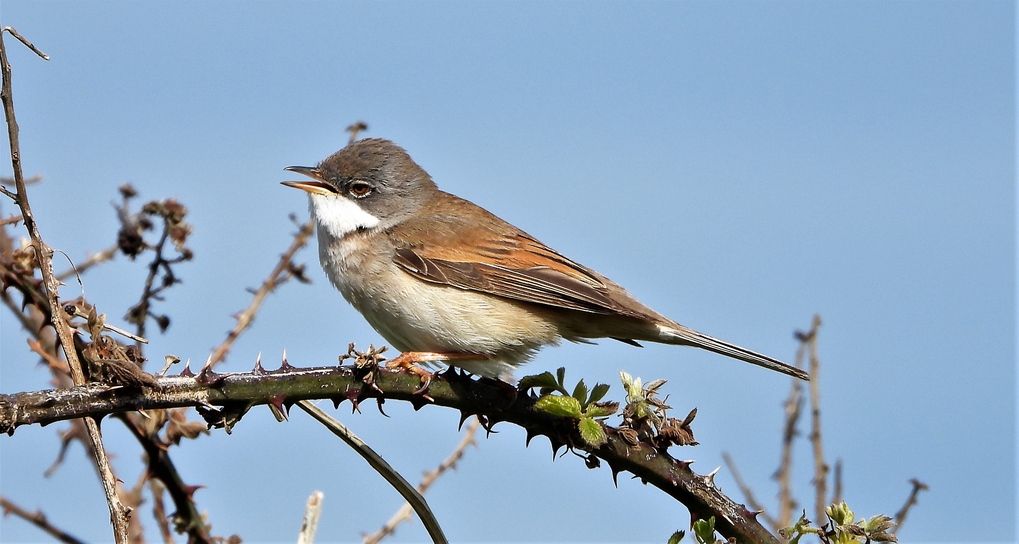 Whitethroat - 09-05-2021