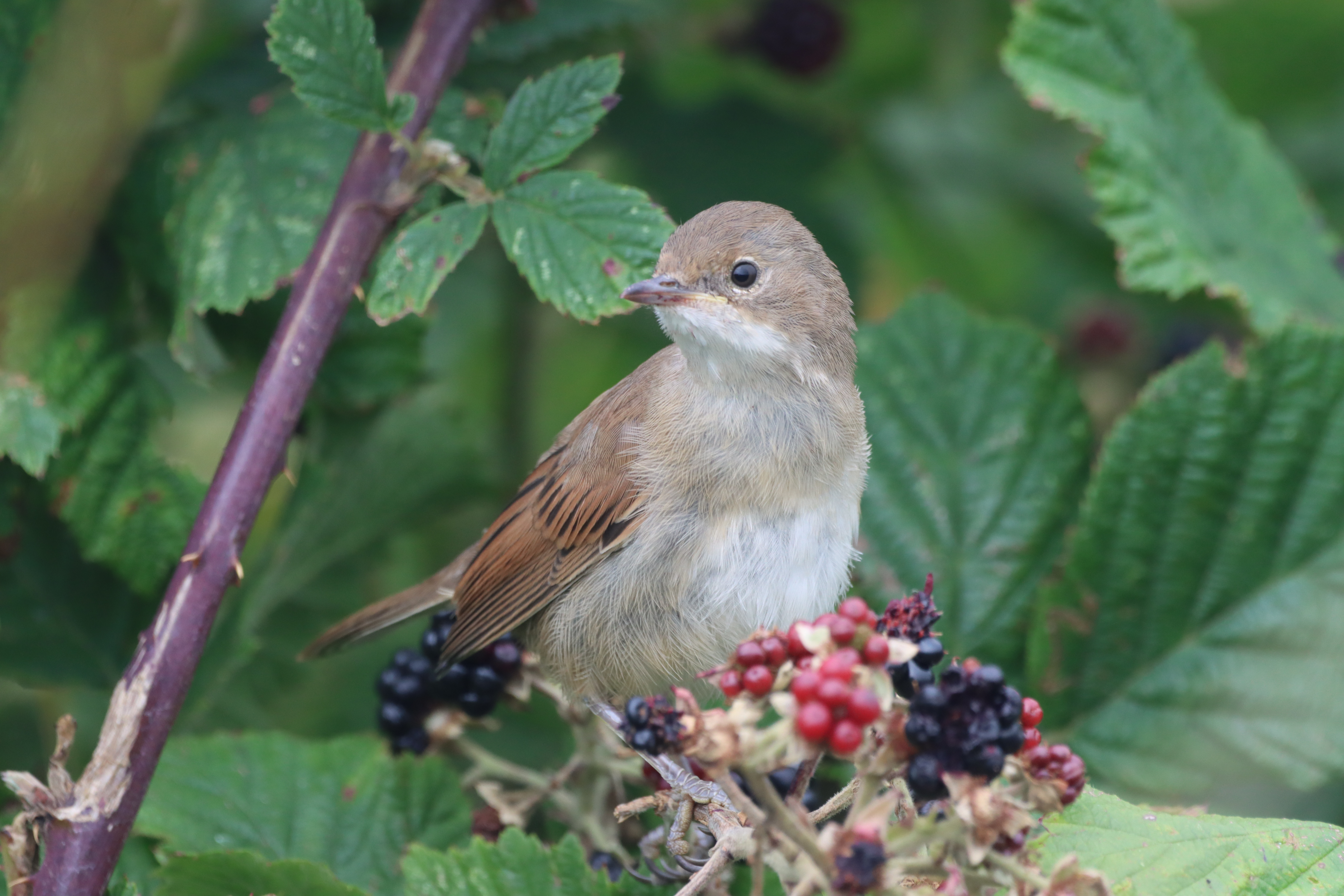 Whitethroat - 02-08-2025