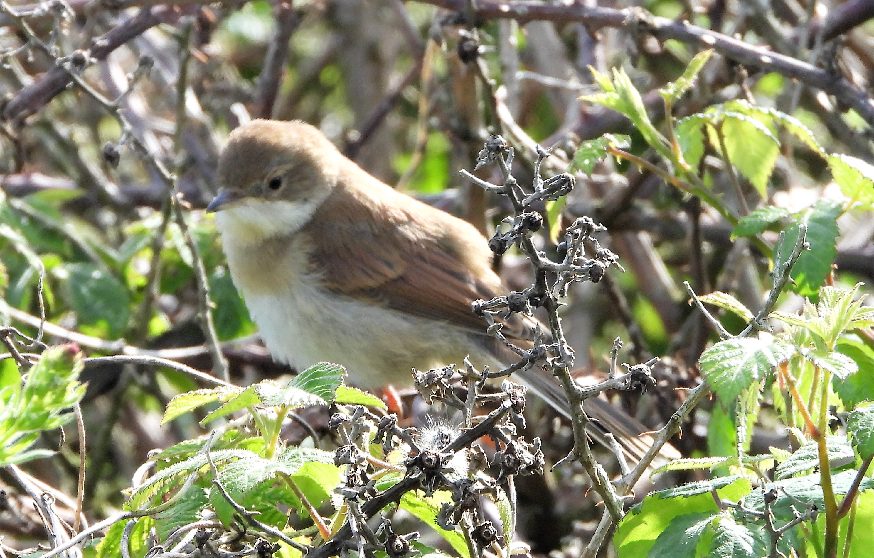 Whitethroat - 22-06-2021