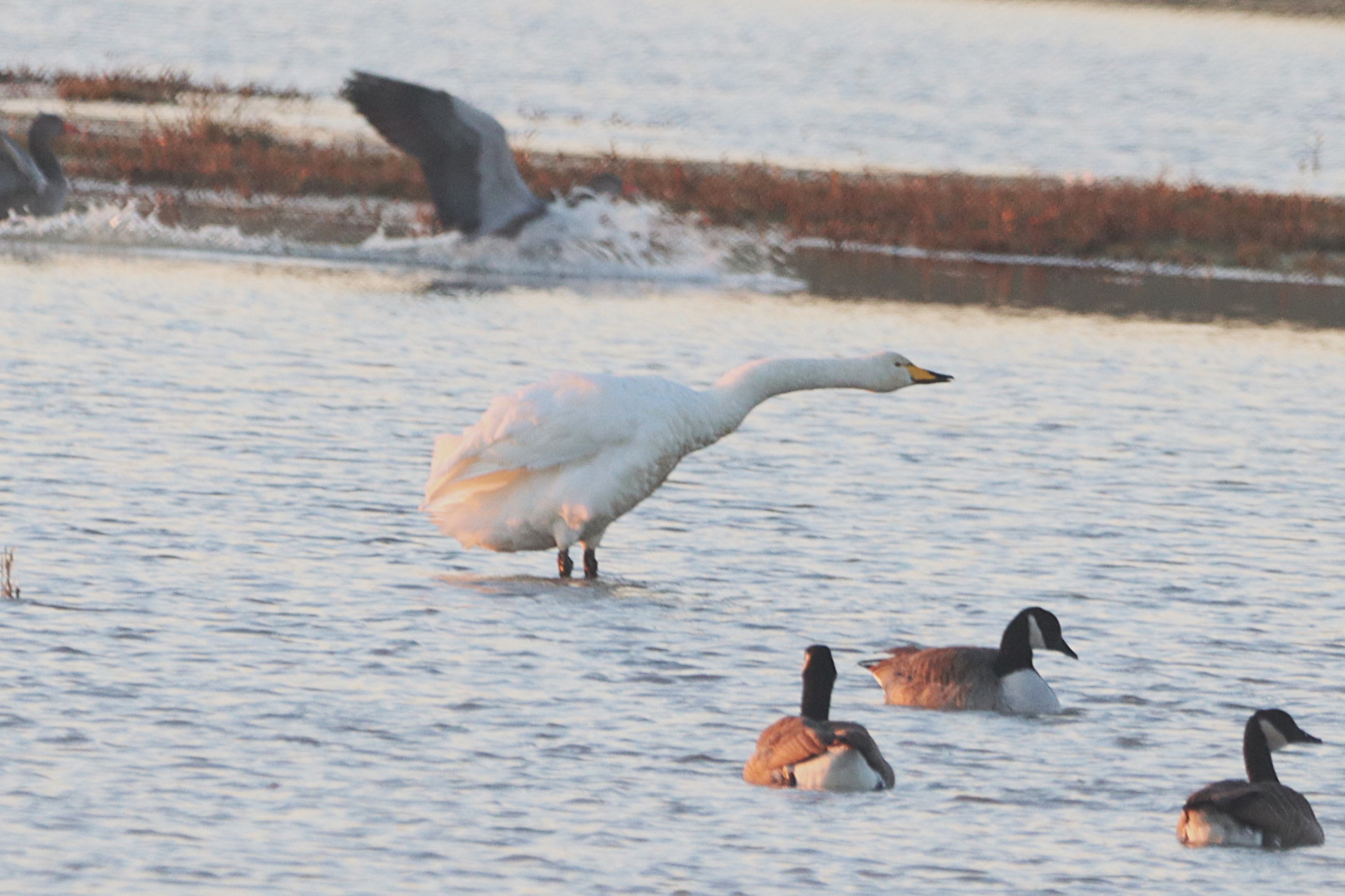 Whooper Swan - 11-10-2024