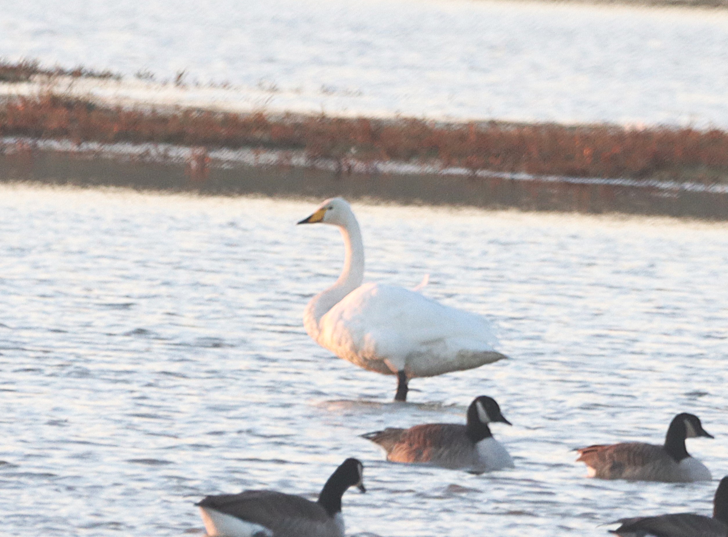 Whooper Swan - 11-10-2024