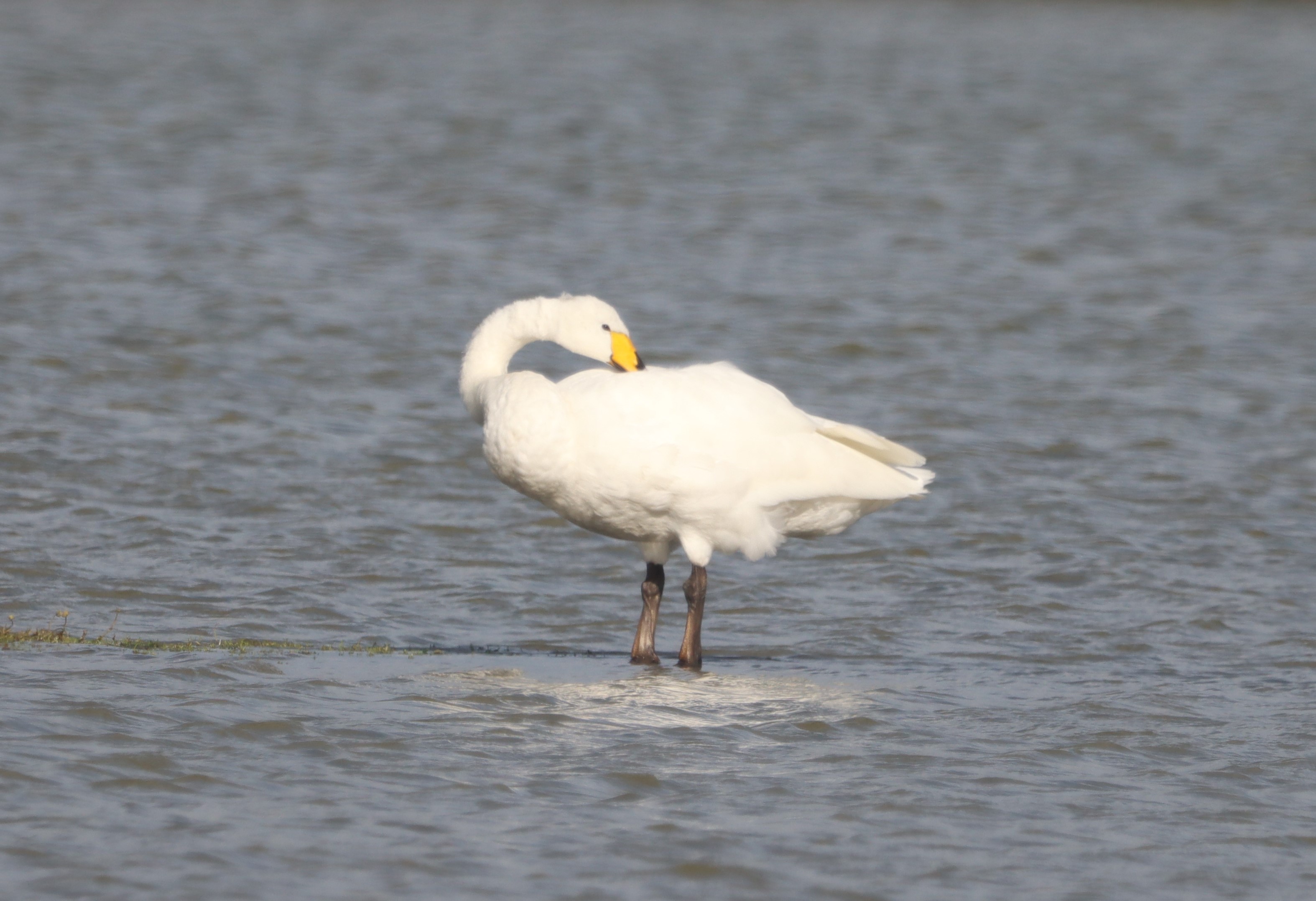 Whooper Swan - 15-10-2023