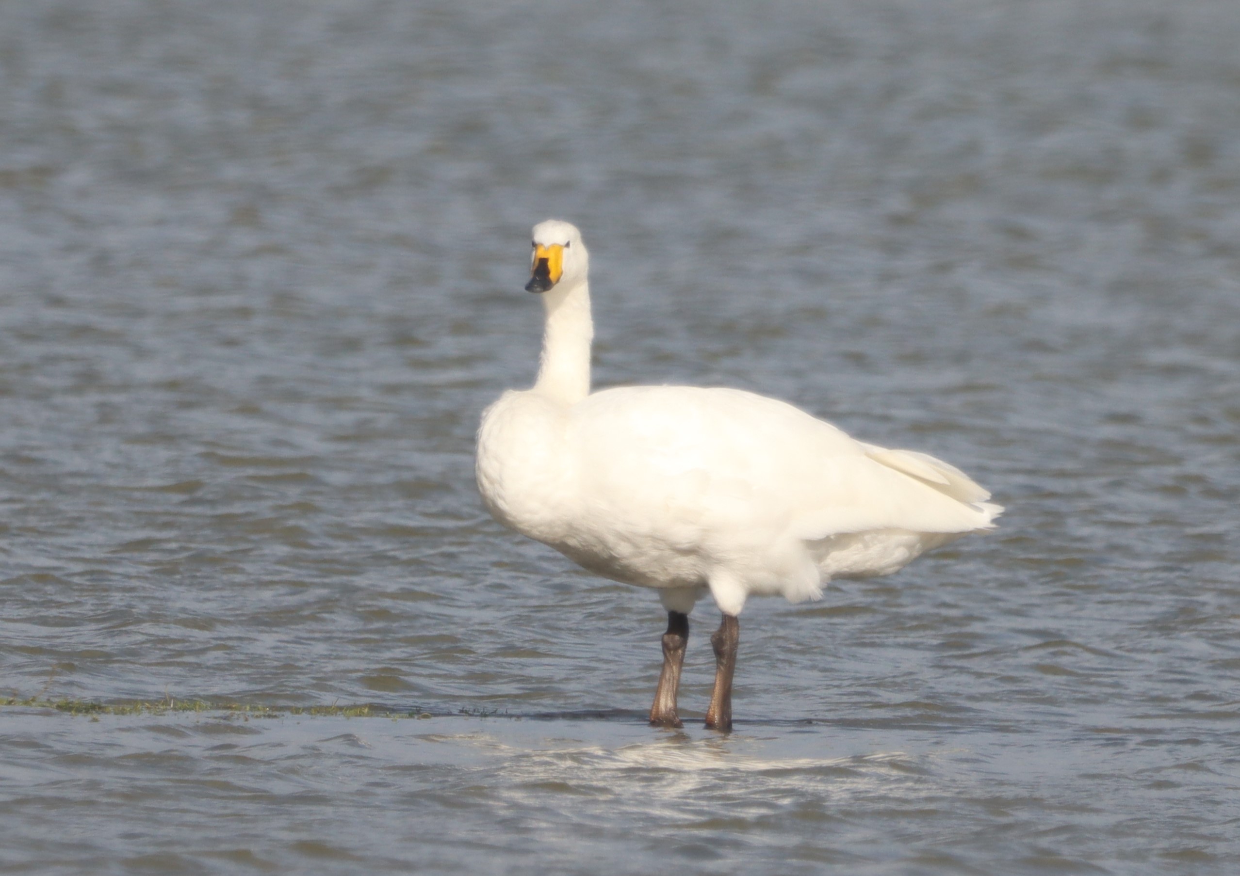 Whooper Swan - 15-10-2023