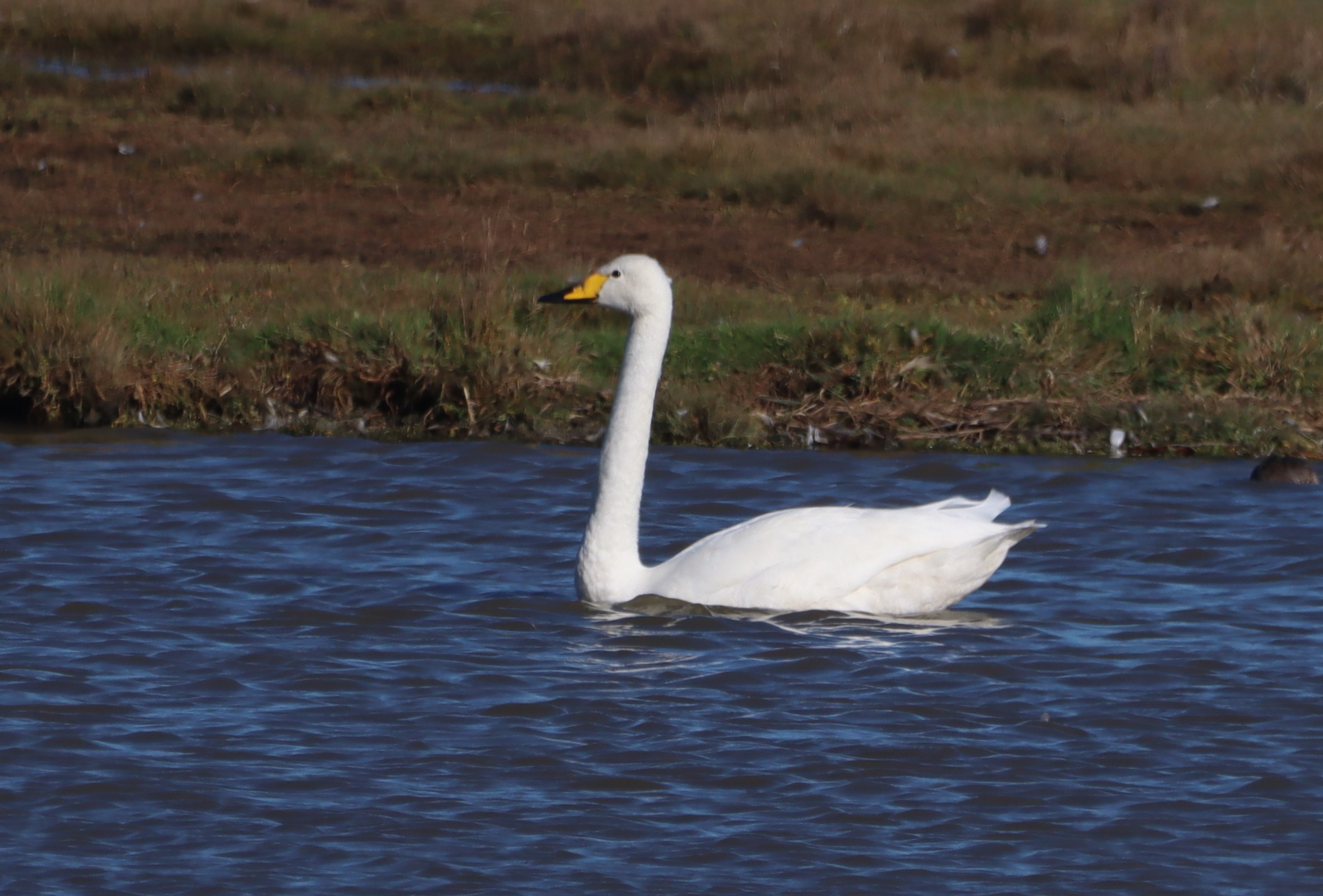Whooper Swan - 06-10-2025