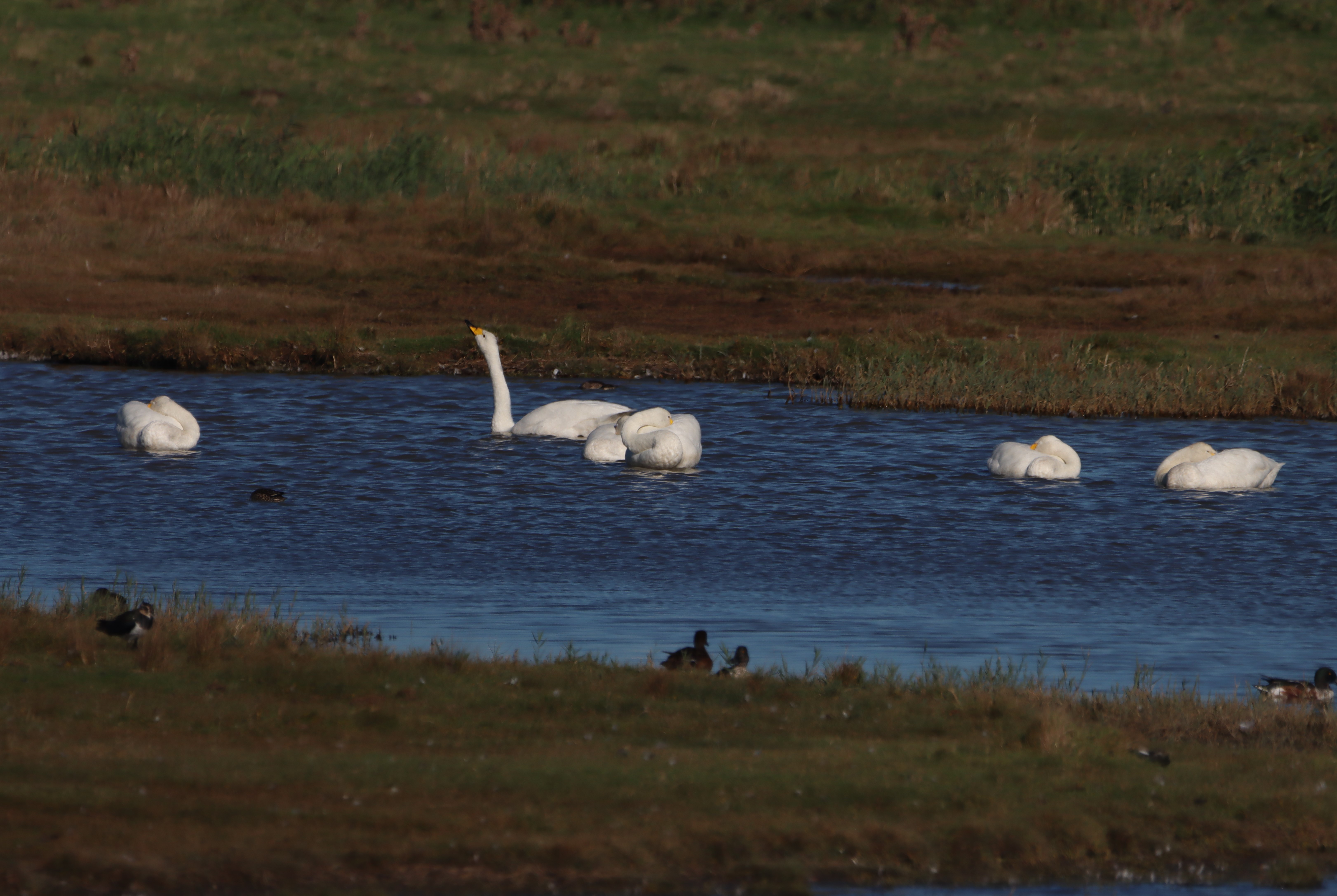 Whooper Swan - 06-10-2025