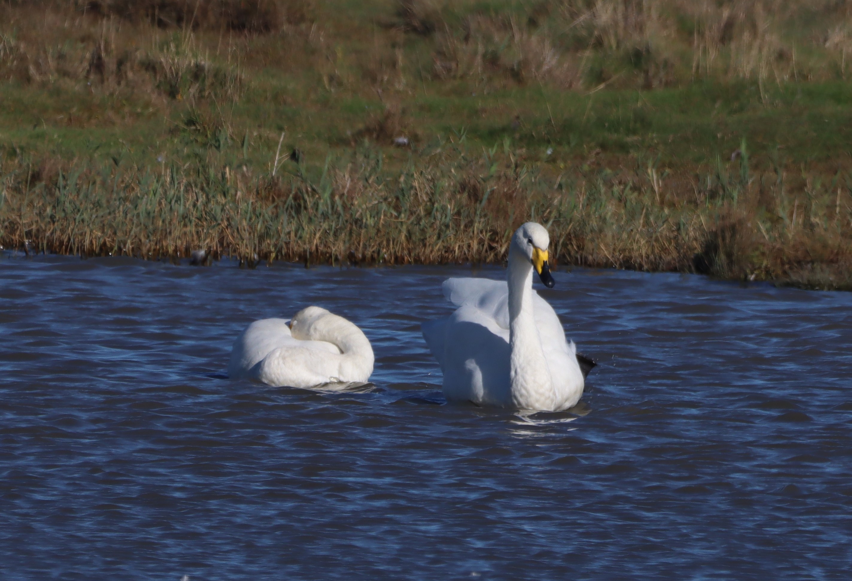 Whooper Swan - 06-10-2025