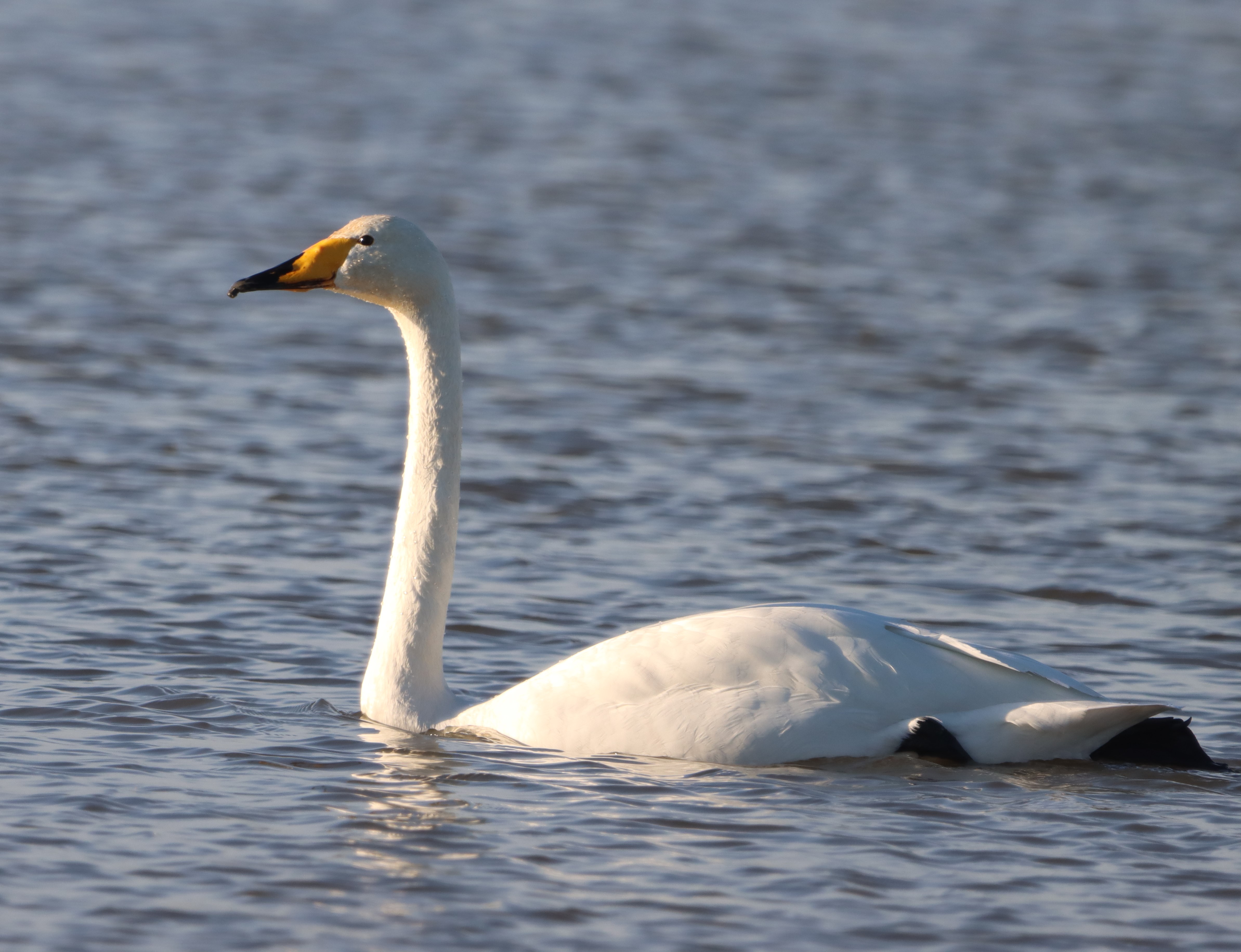 Whooper Swan - 08-02-2023