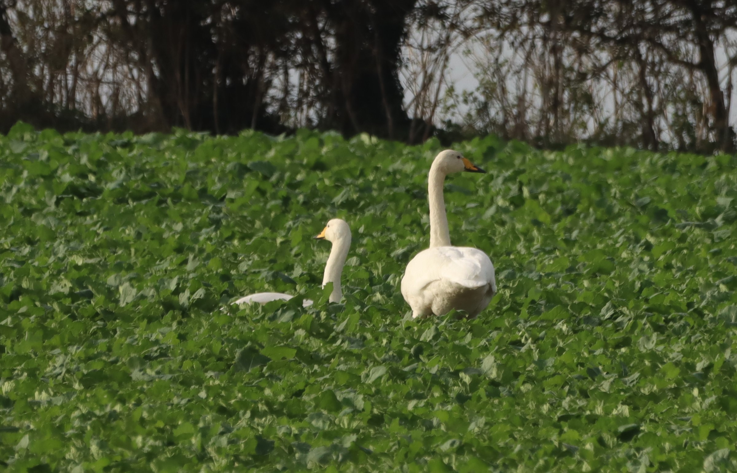 Whooper Swan - 07-10-2025