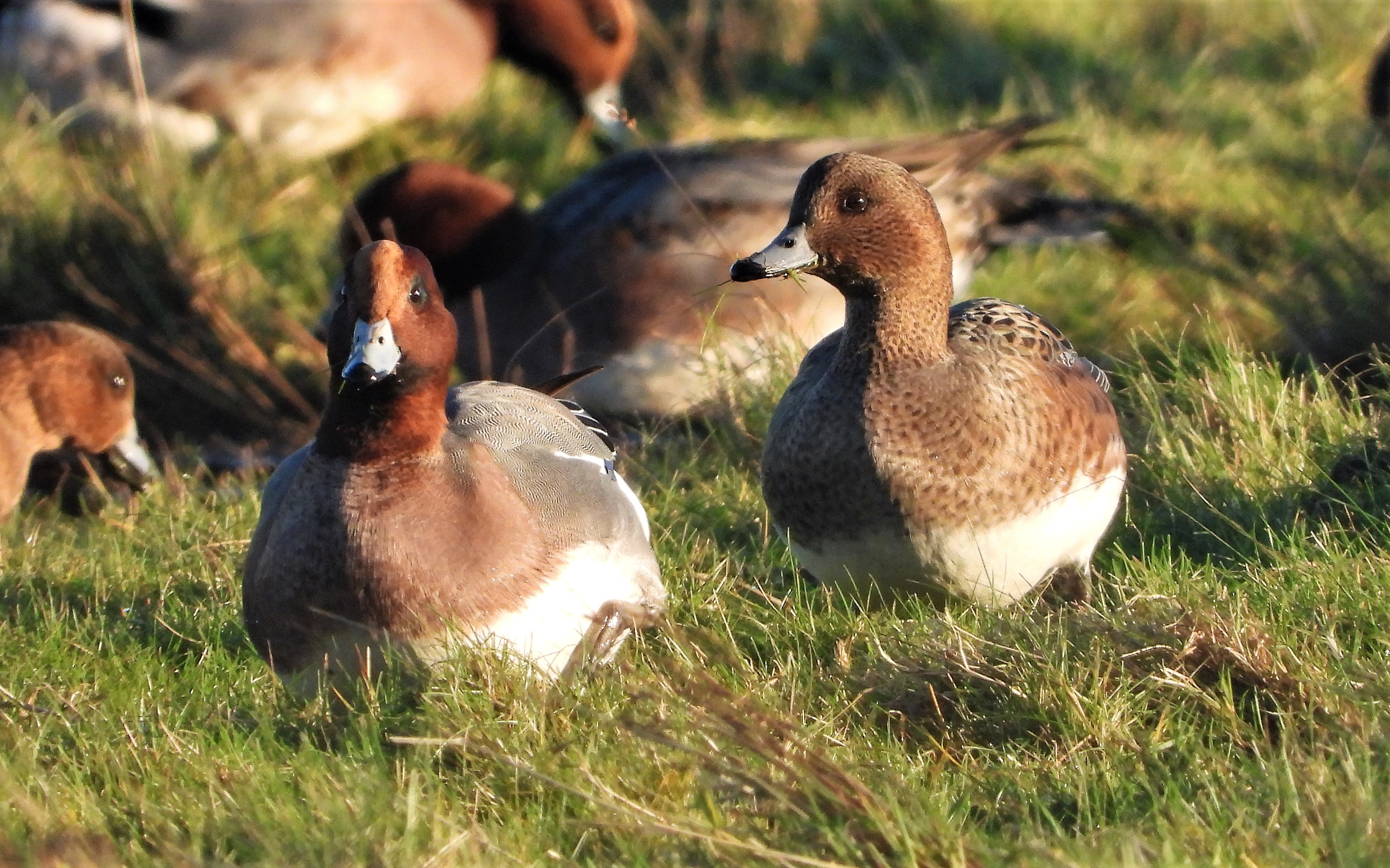 Wigeon - 12-12-2021