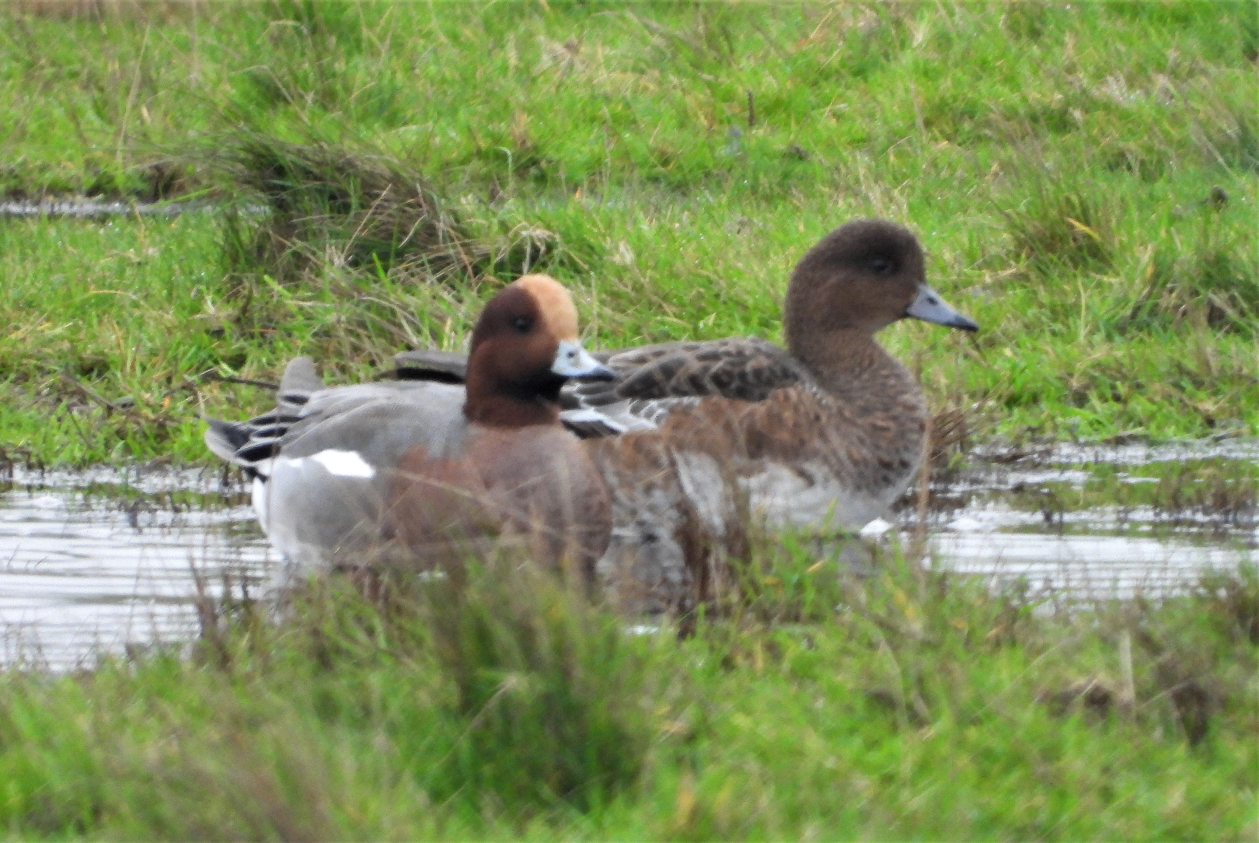 Wigeon - 29-11-2022