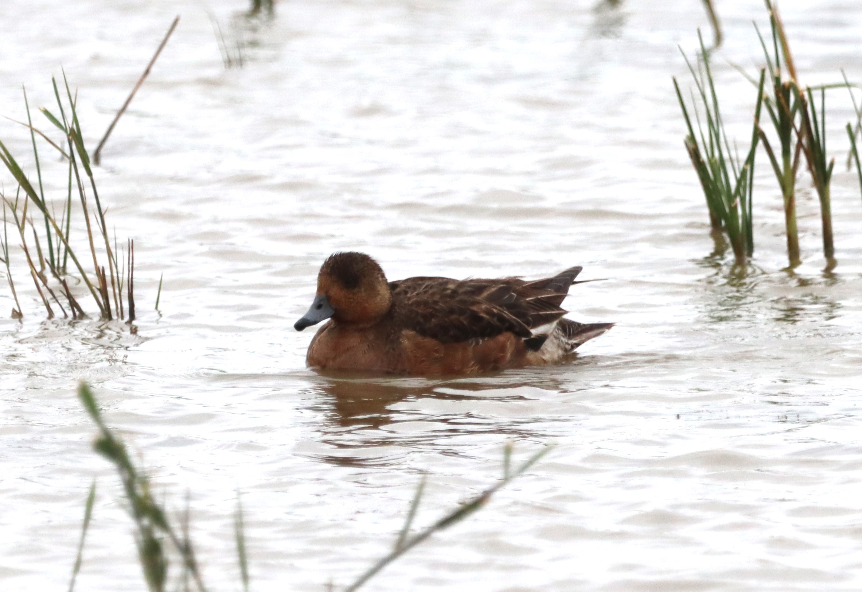 Wigeon - 06-06-2023