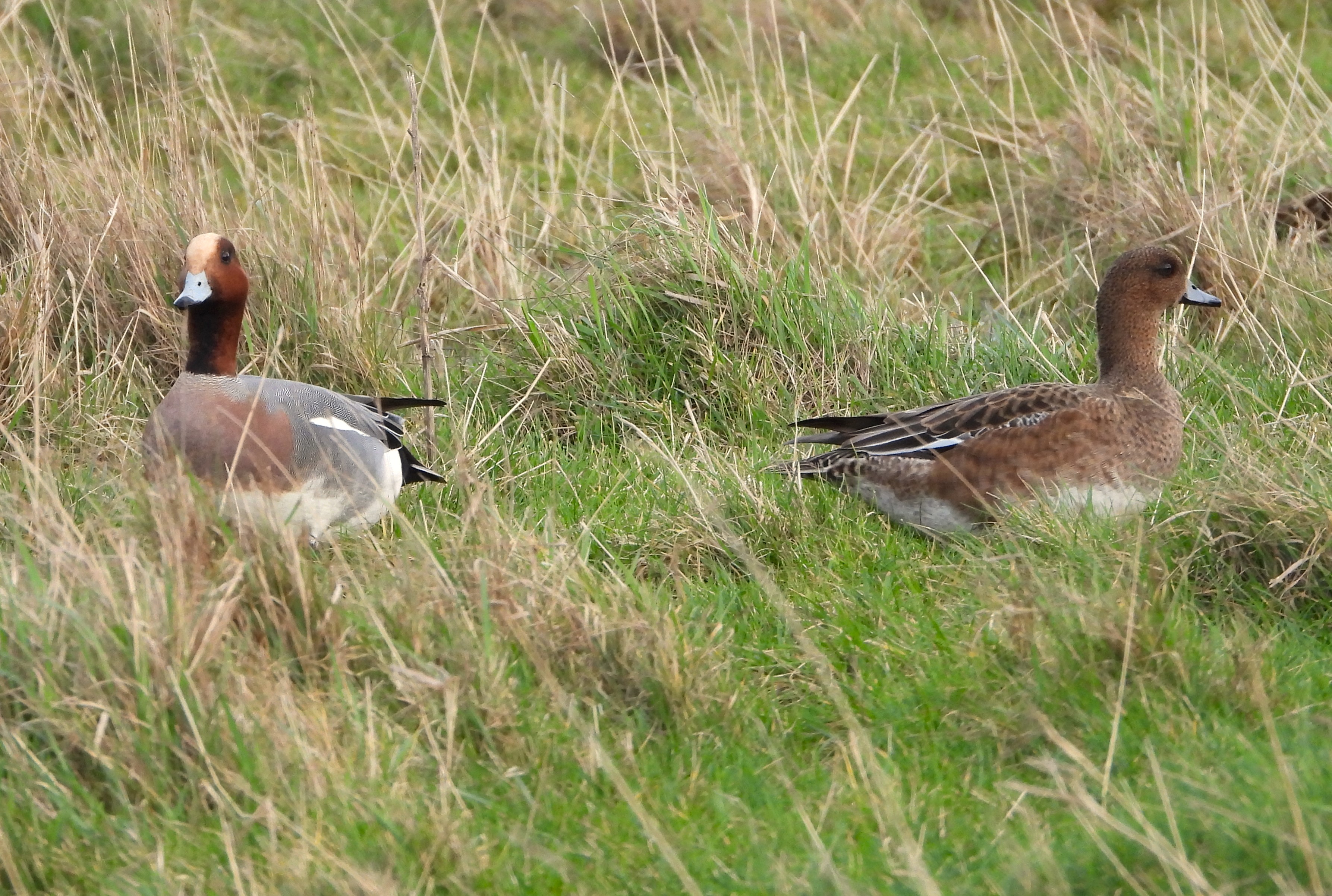 Wigeon - 16-02-2024