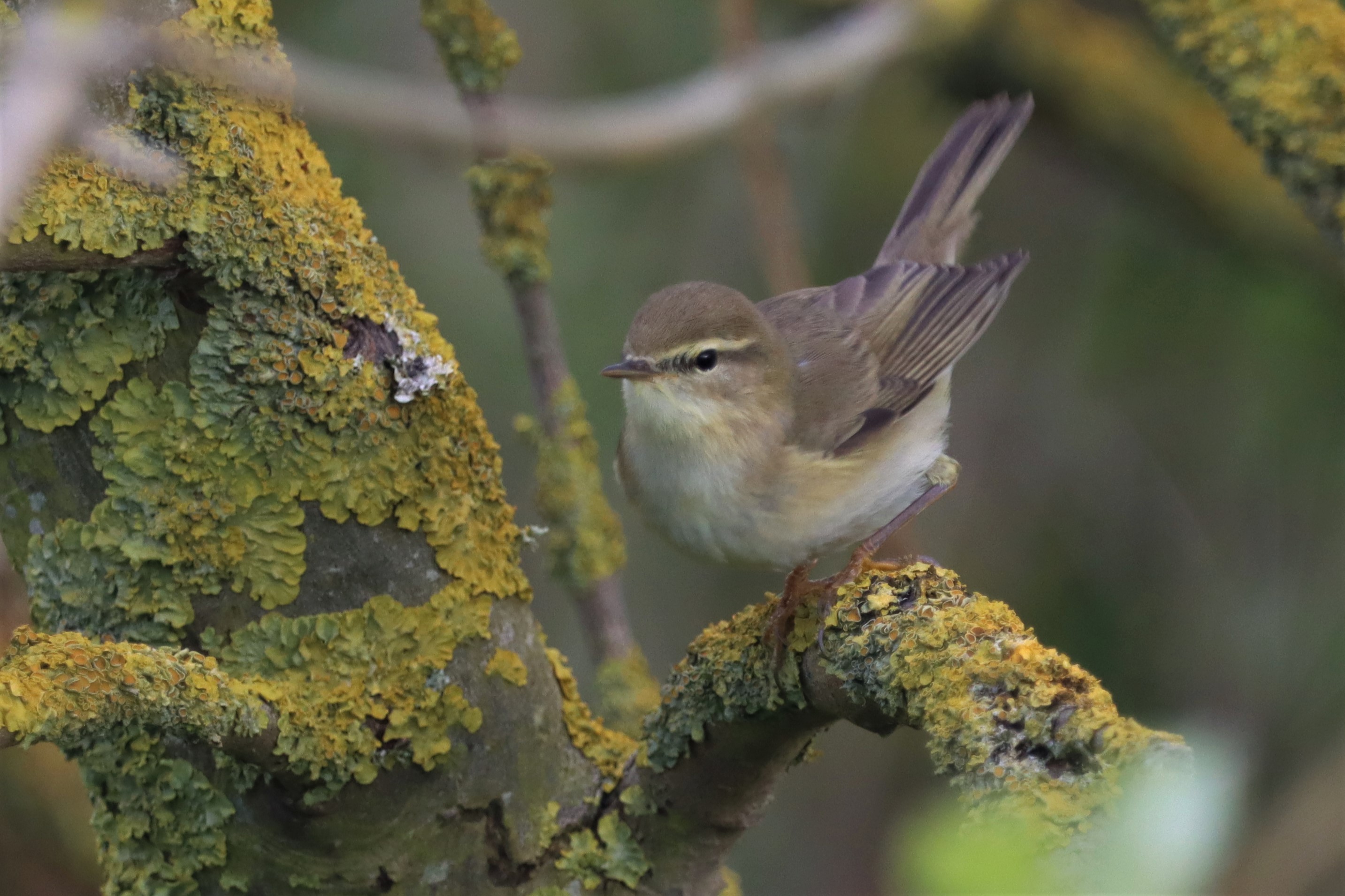 Willow Warbler - 11-05-2021