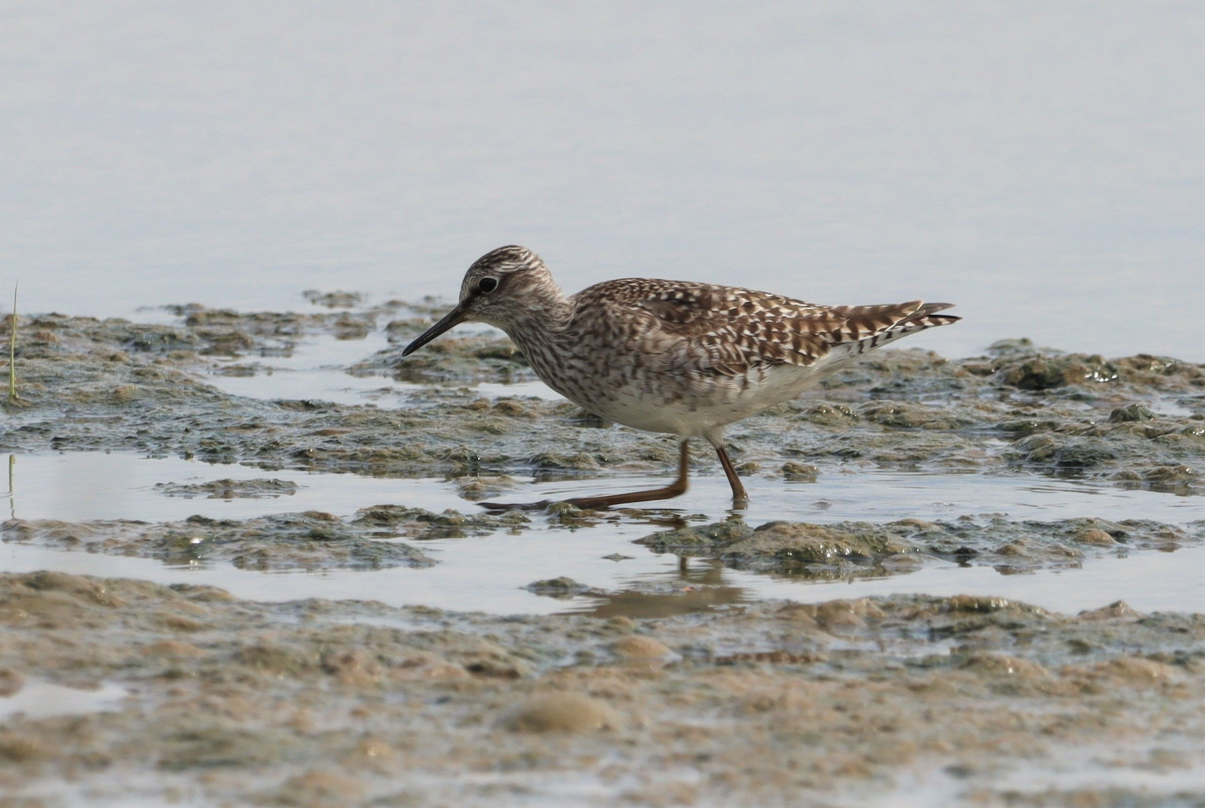 Wood Sandpiper - 10-05-2022