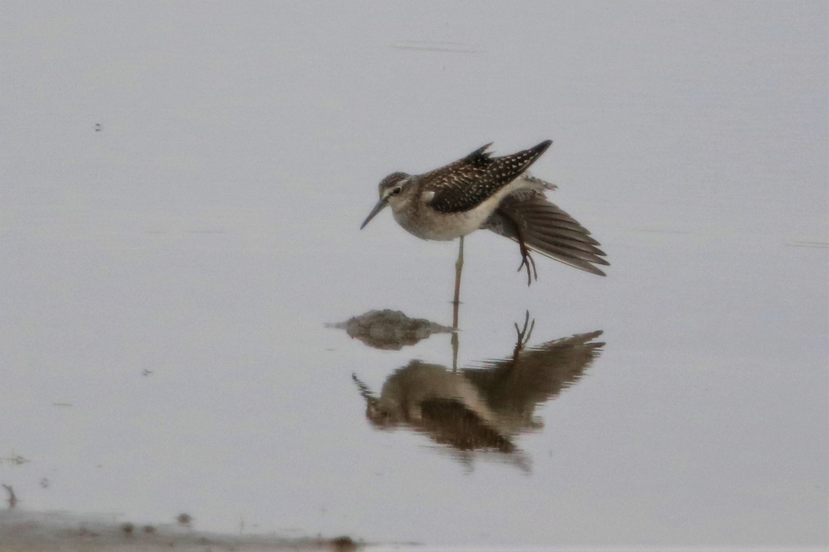 Wood Sandpiper - 11-09-2021