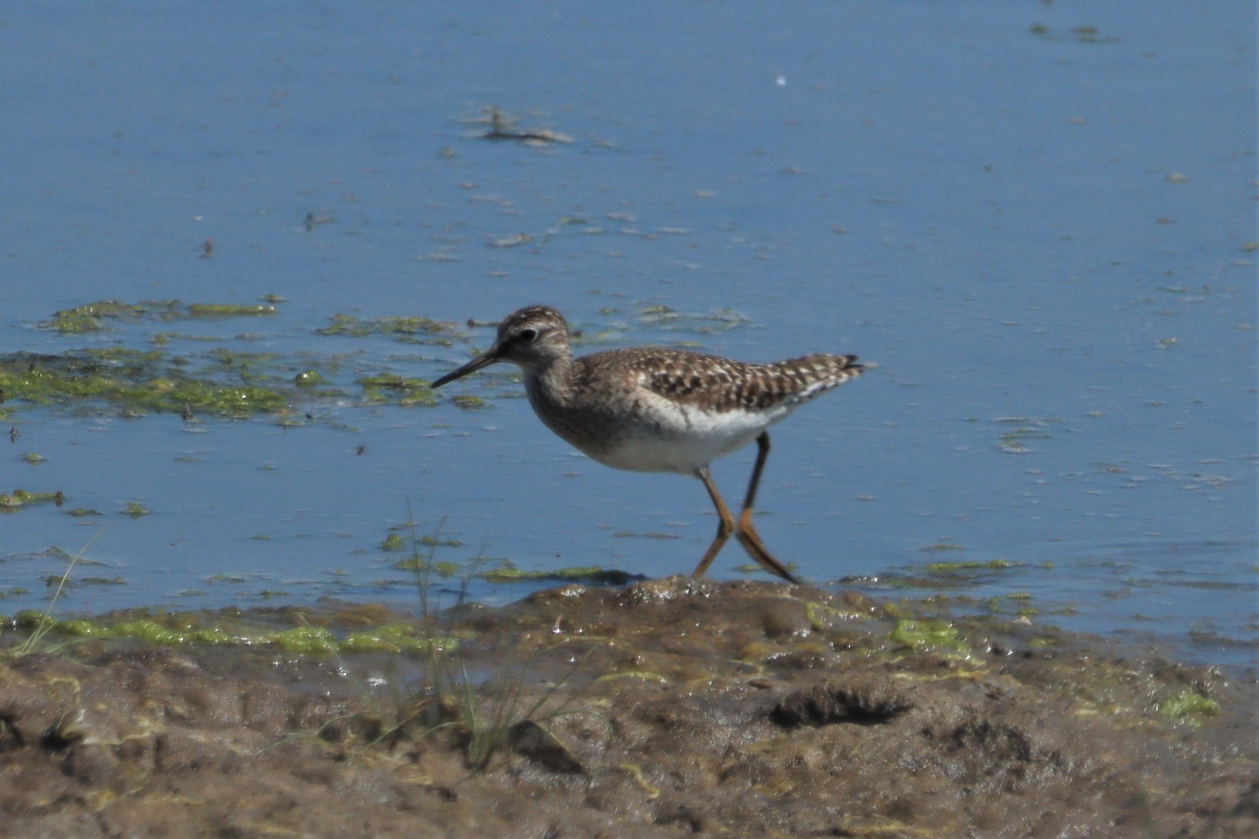 Wood Sandpiper - 13-06-2021