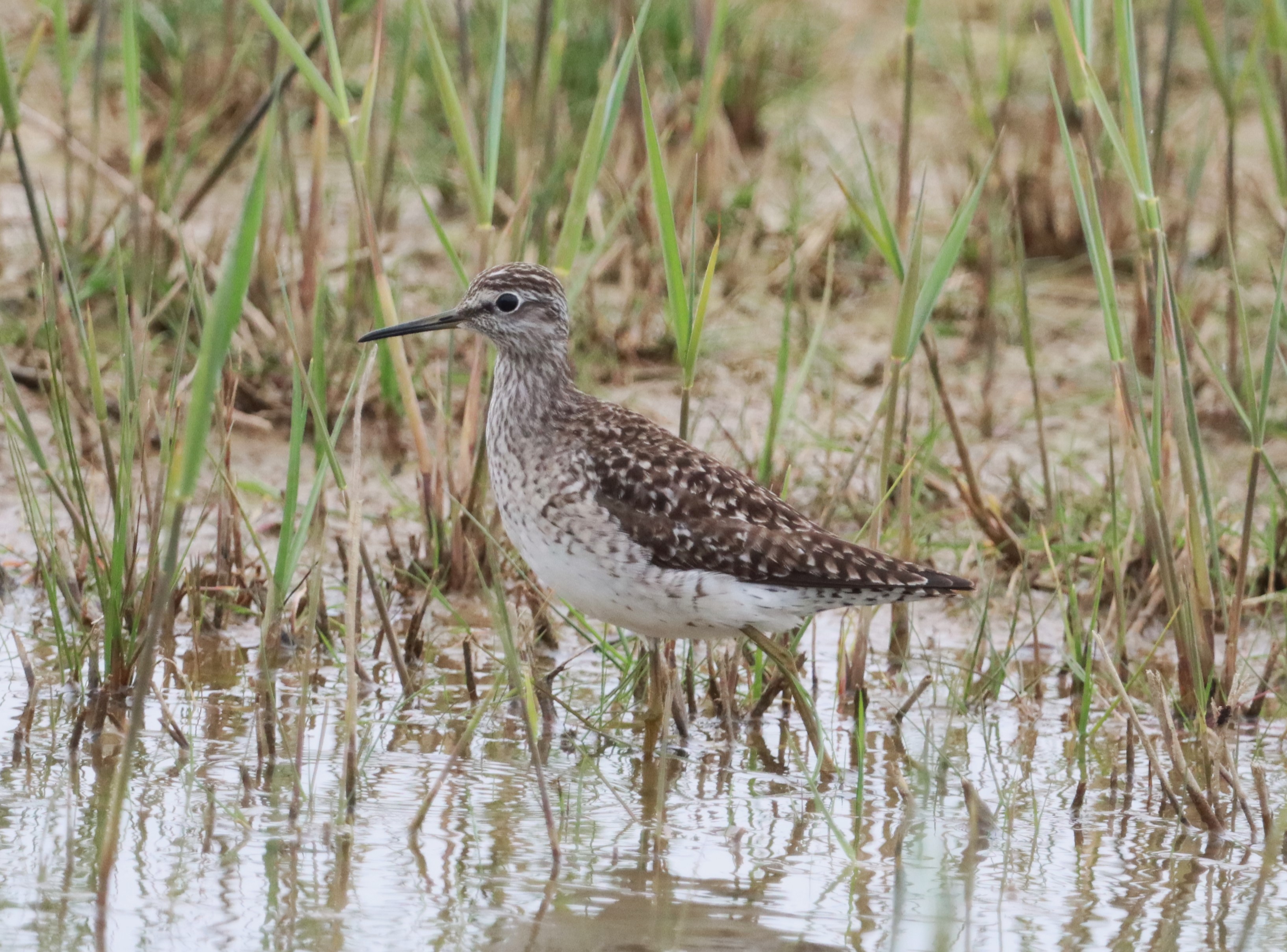 Wood Sandpiper - 06-05-2023