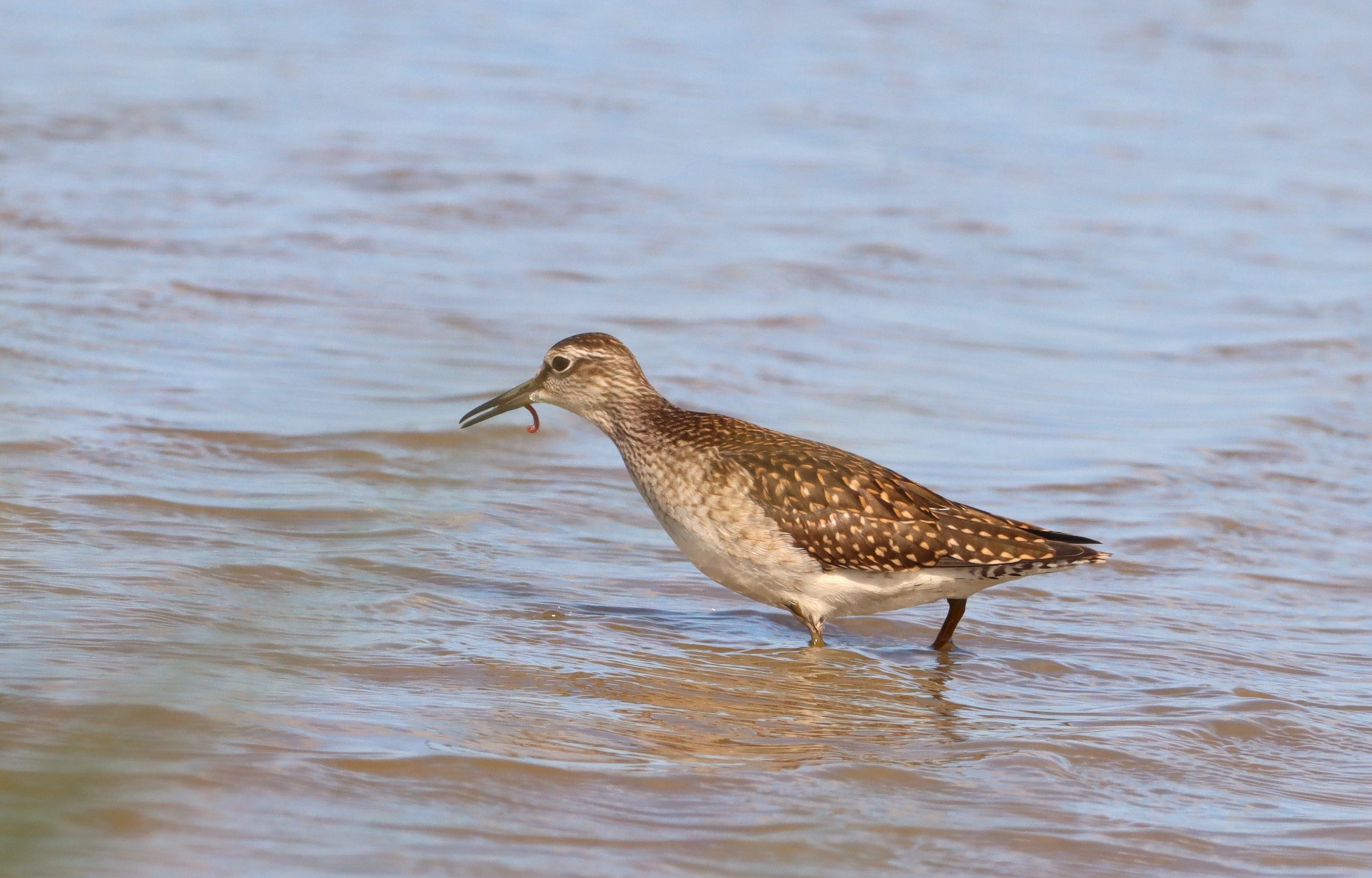 Wood Sandpiper - 09-08-2025