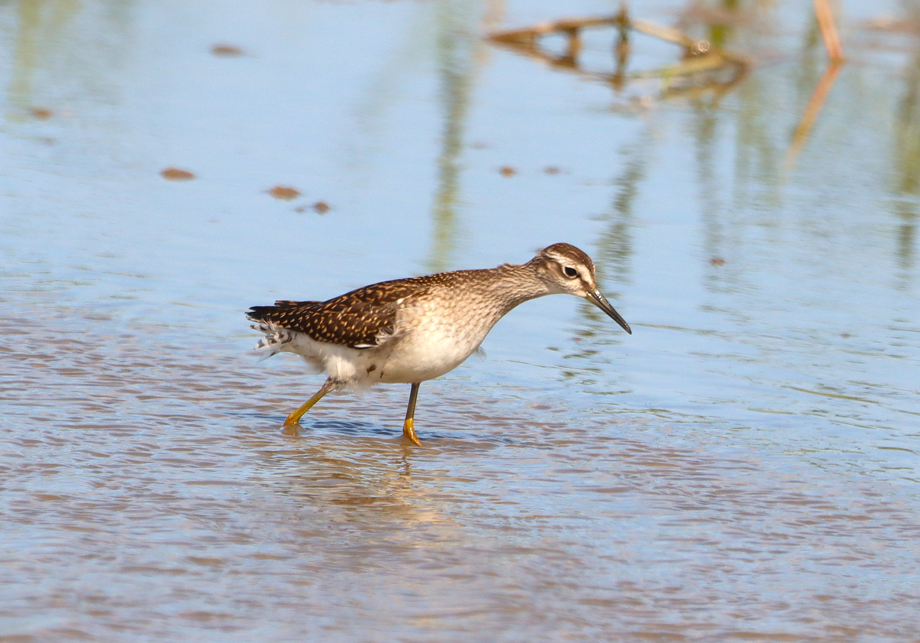 Wood Sandpiper - 09-08-2025