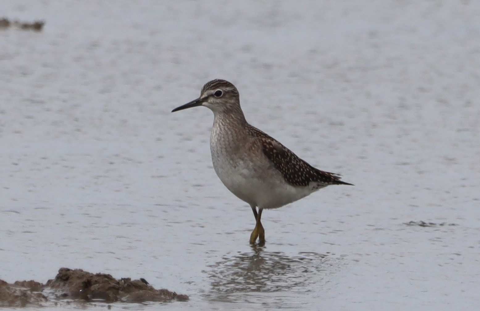 Wood Sandpiper - 01-08-2023