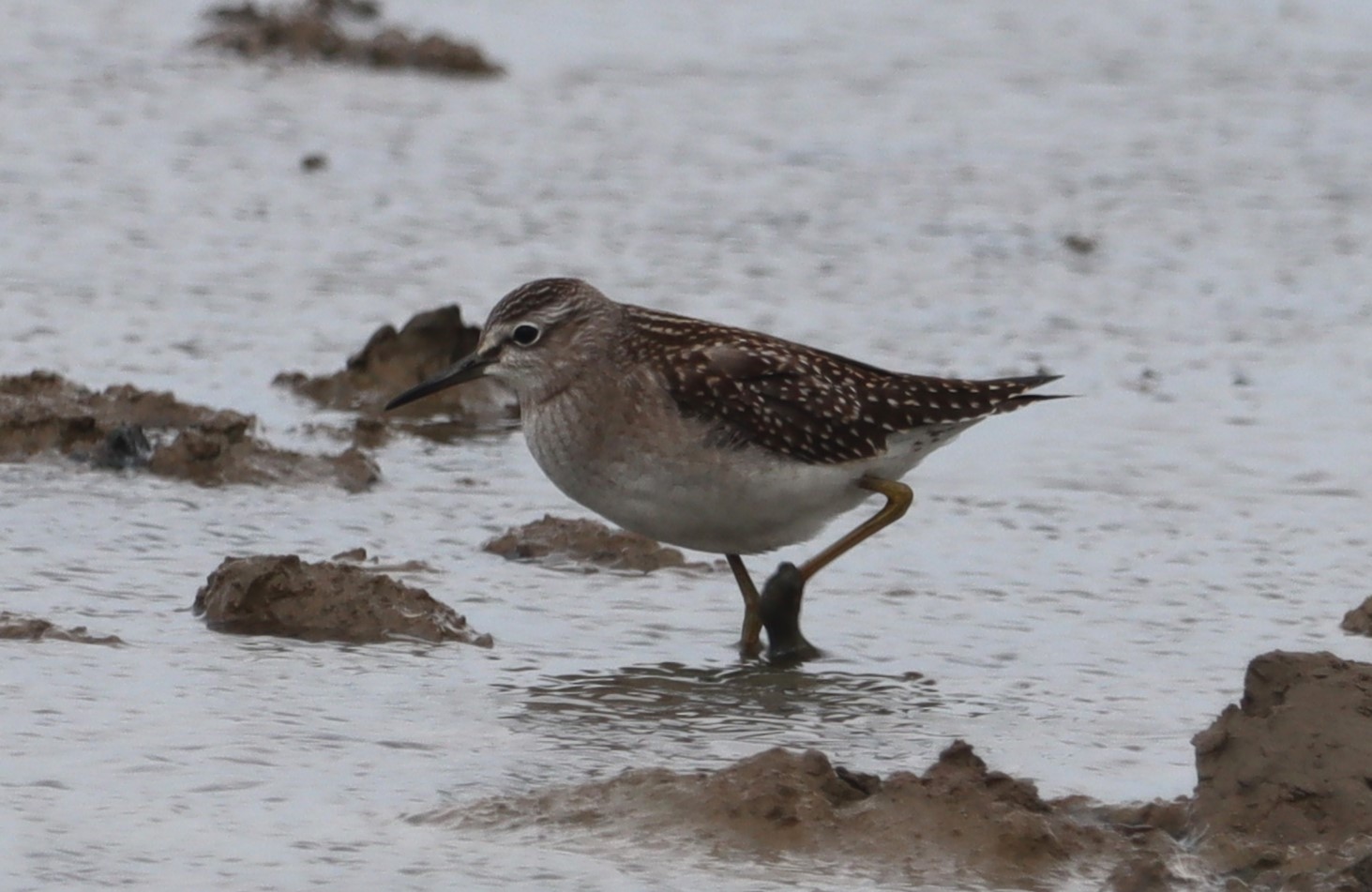 Wood Sandpiper - 01-08-2023