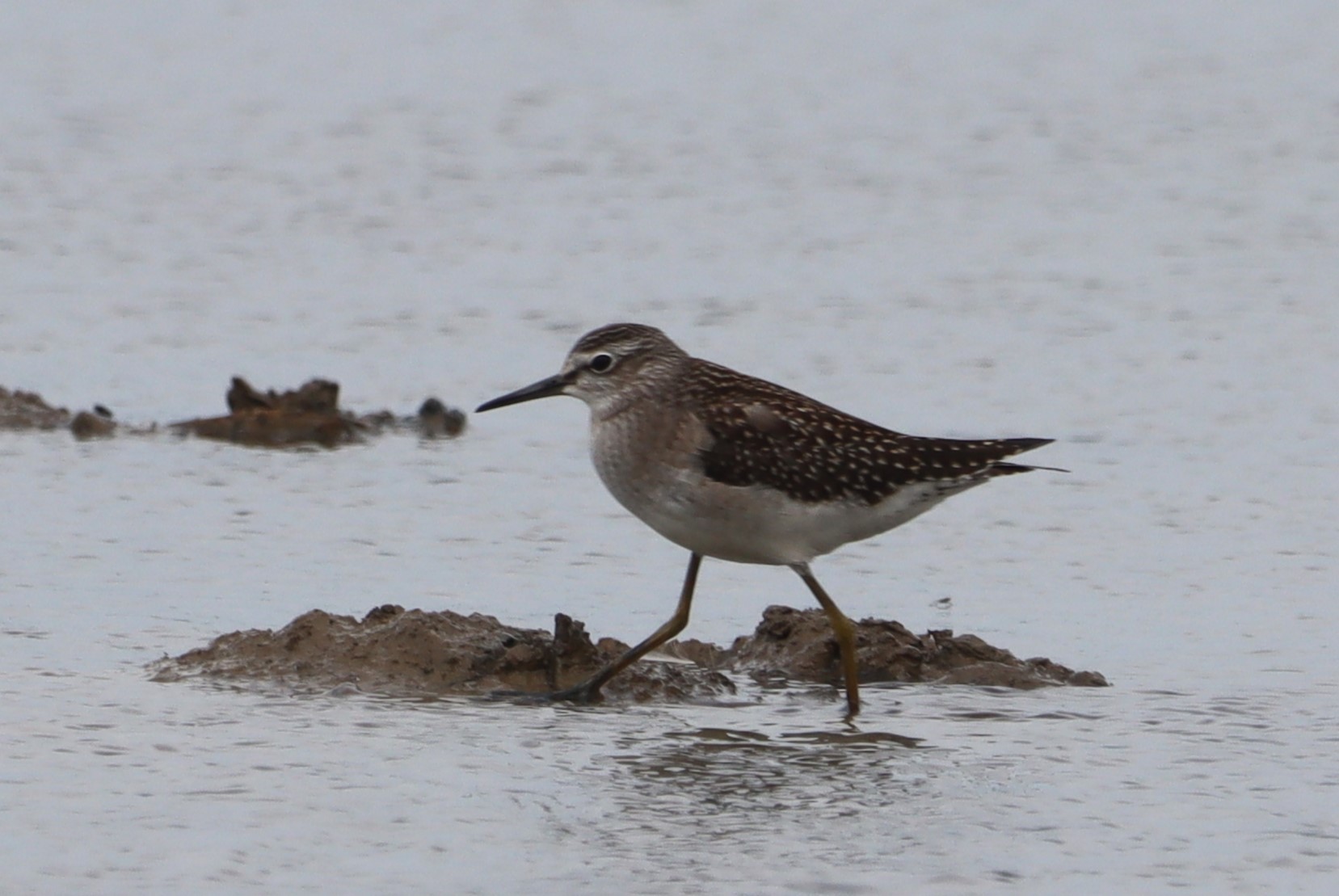 Wood Sandpiper - 01-08-2023