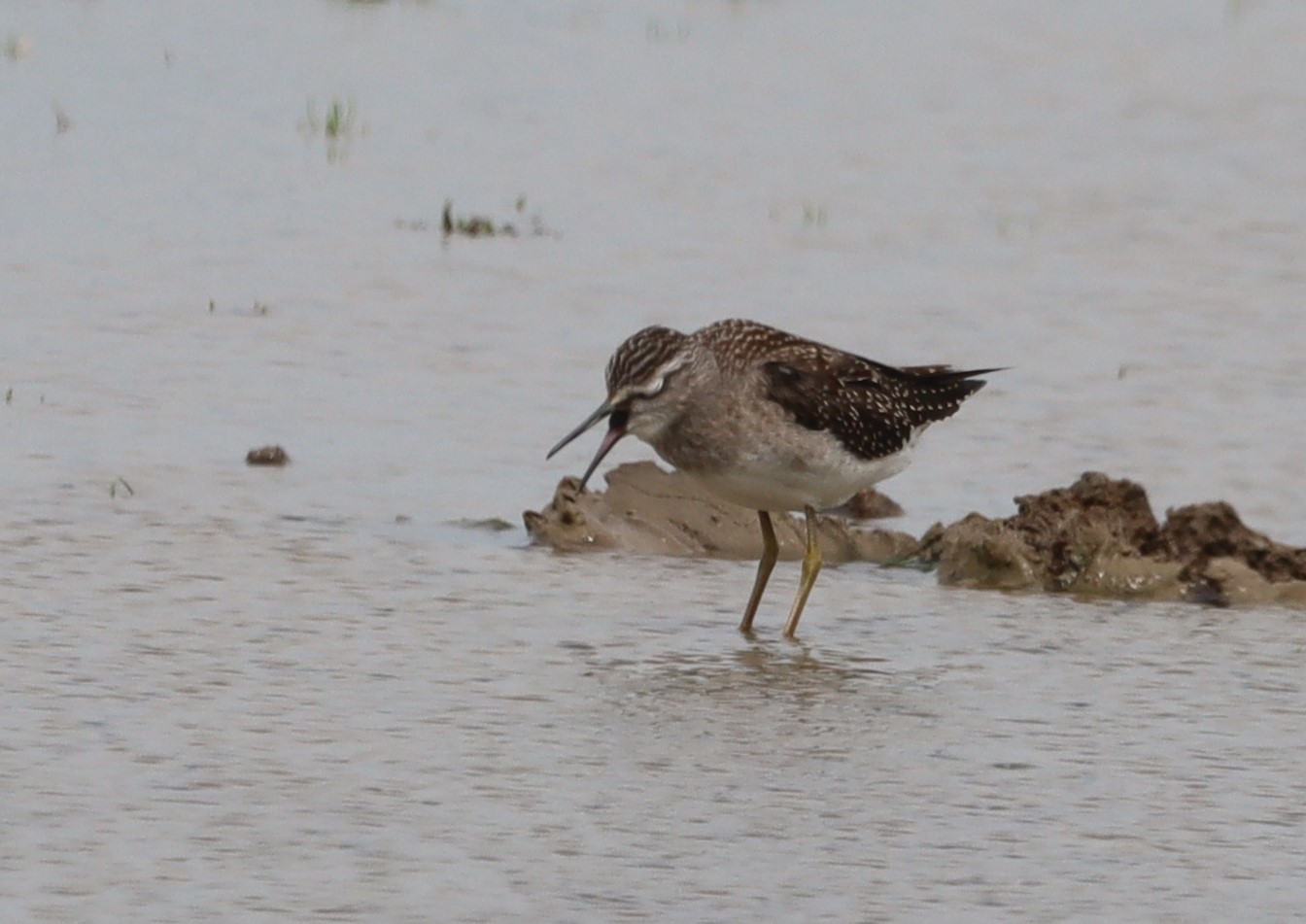 Wood Sandpiper - 01-08-2023