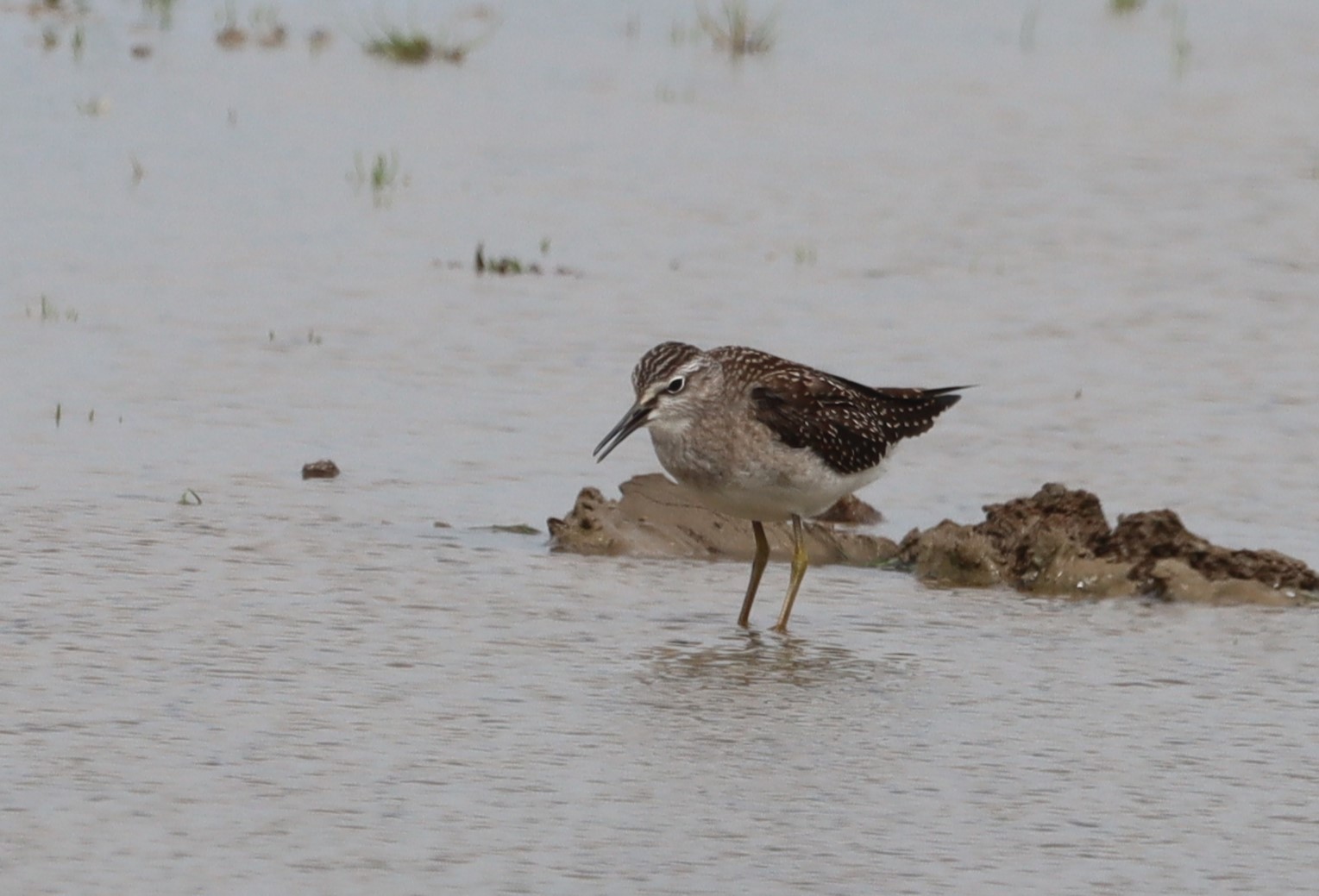 Wood Sandpiper - 01-08-2023