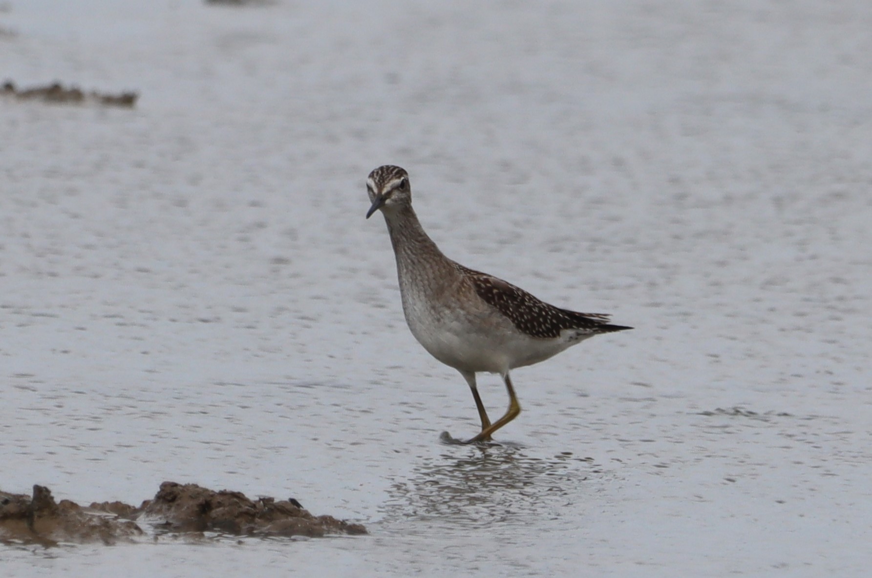 Wood Sandpiper - 01-08-2023