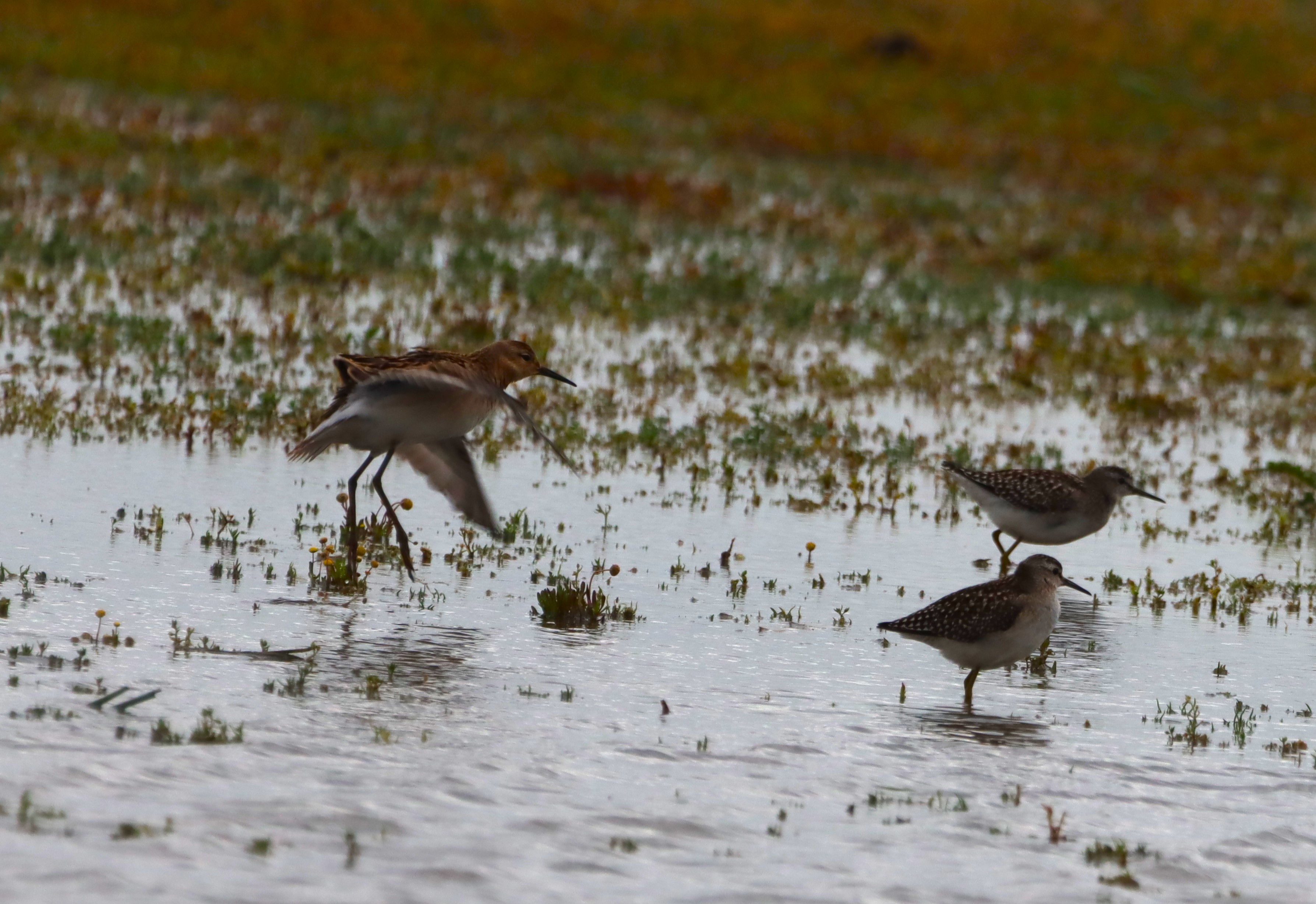 Wood Sandpiper - 03-09-2025