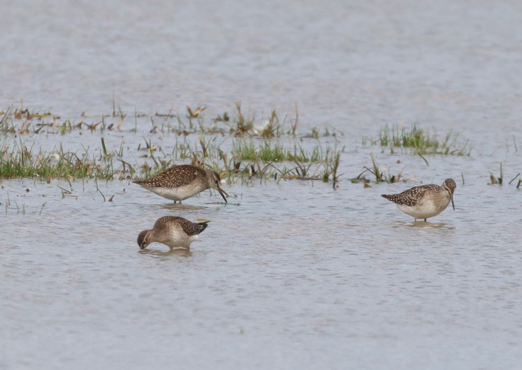 Wood Sandpiper - 02-09-2025