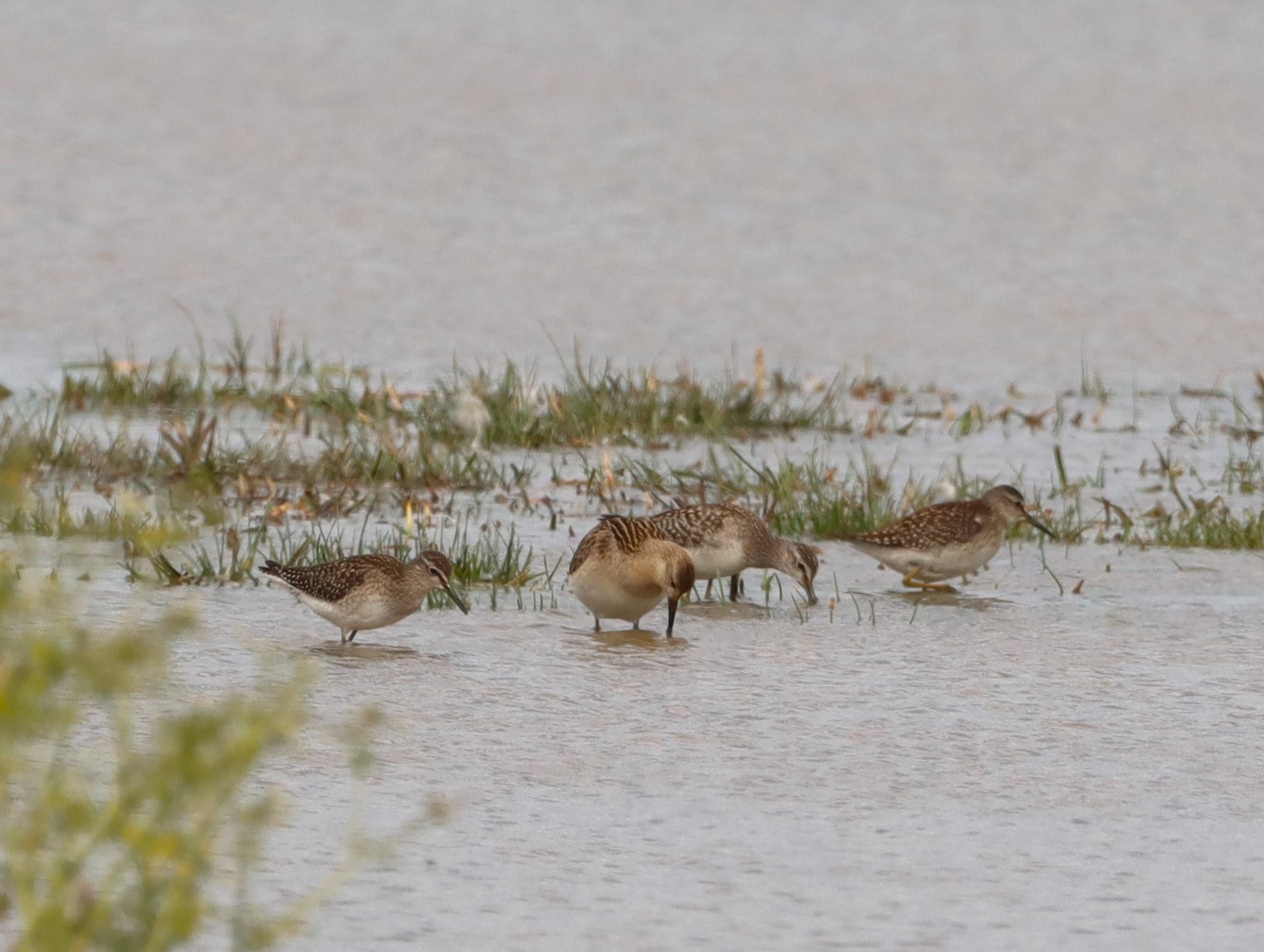 Wood Sandpiper - 02-09-2025