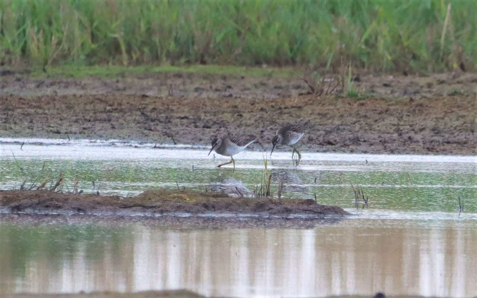 Wood Sandpiper - 04-05-2022