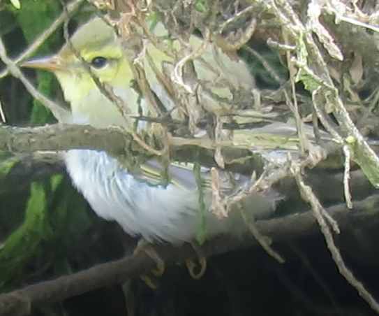 Wood Warbler - 28-04-2024