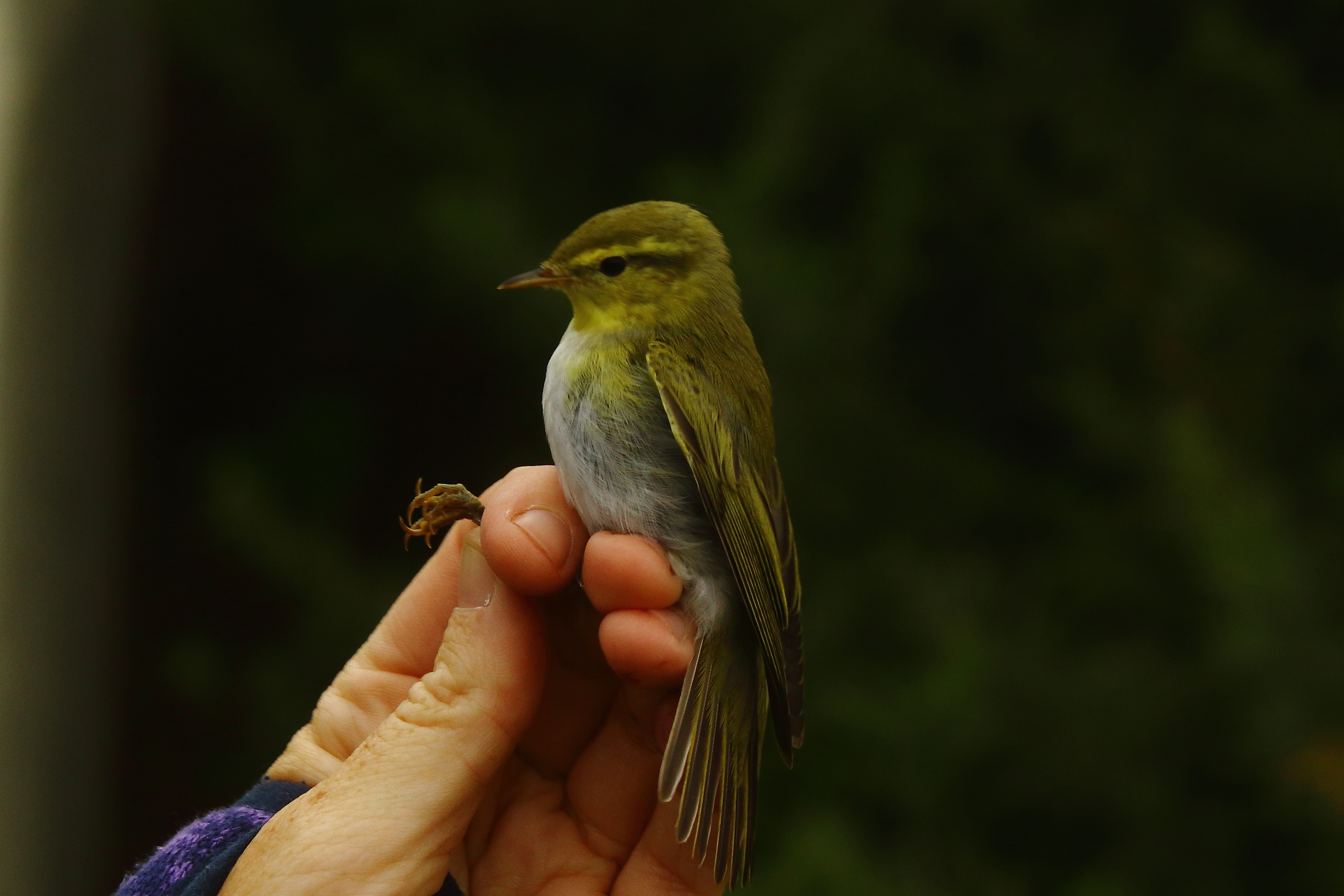 Wood Warbler - 29-08-2021