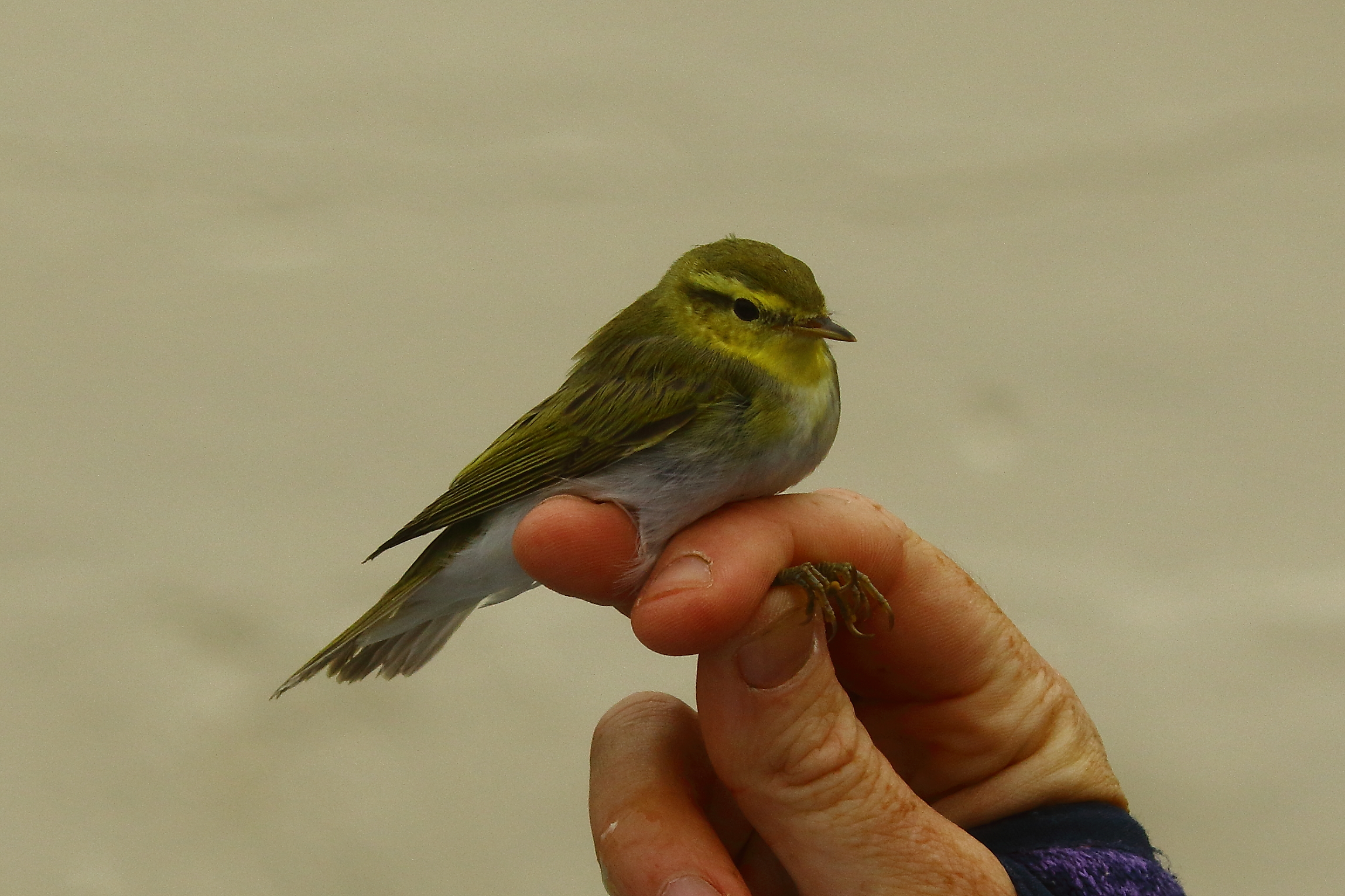 Wood Warbler - 29-08-2021