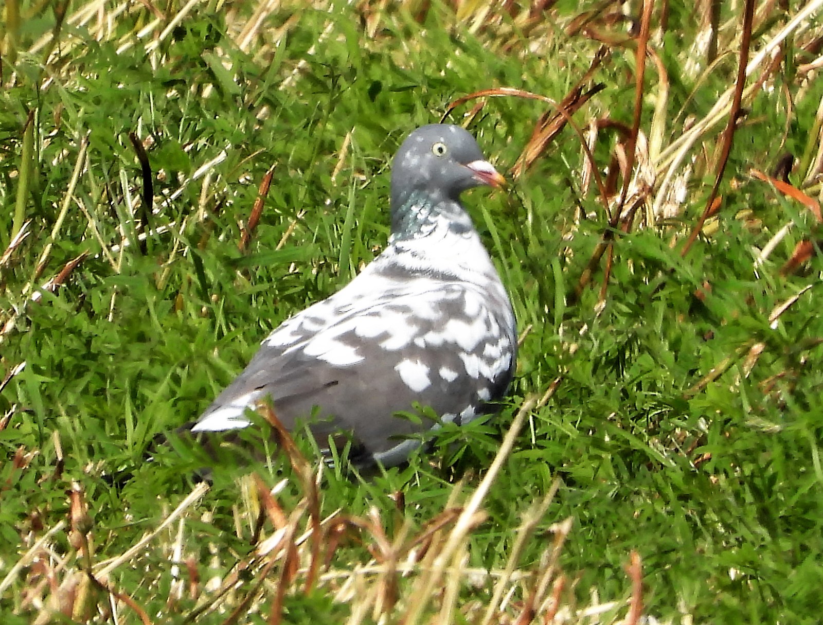 Woodpigeon - 22-06-2021