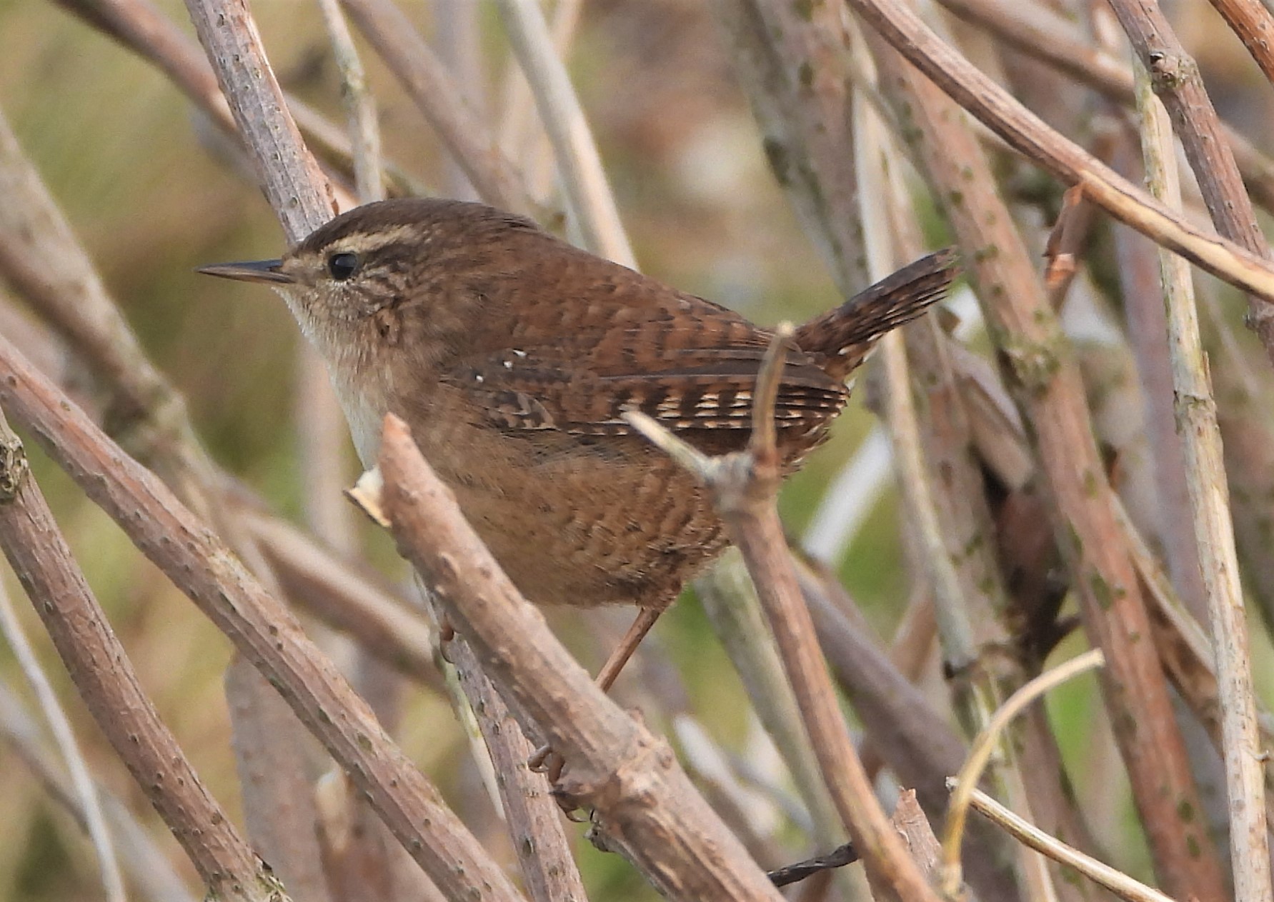 Wren - 15-12-2021