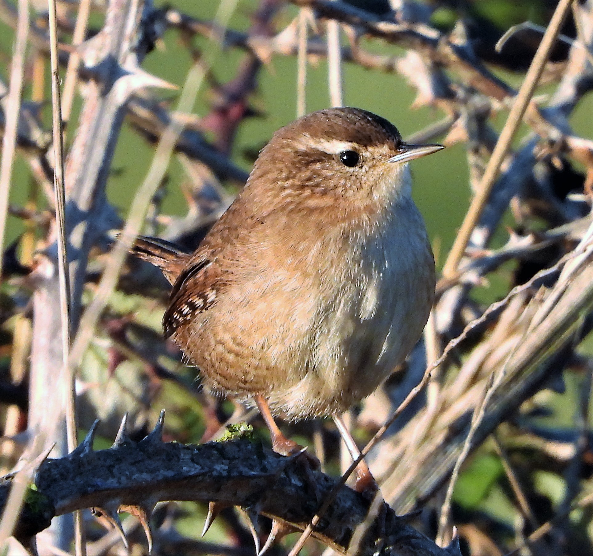 Wren - 16-12-2021