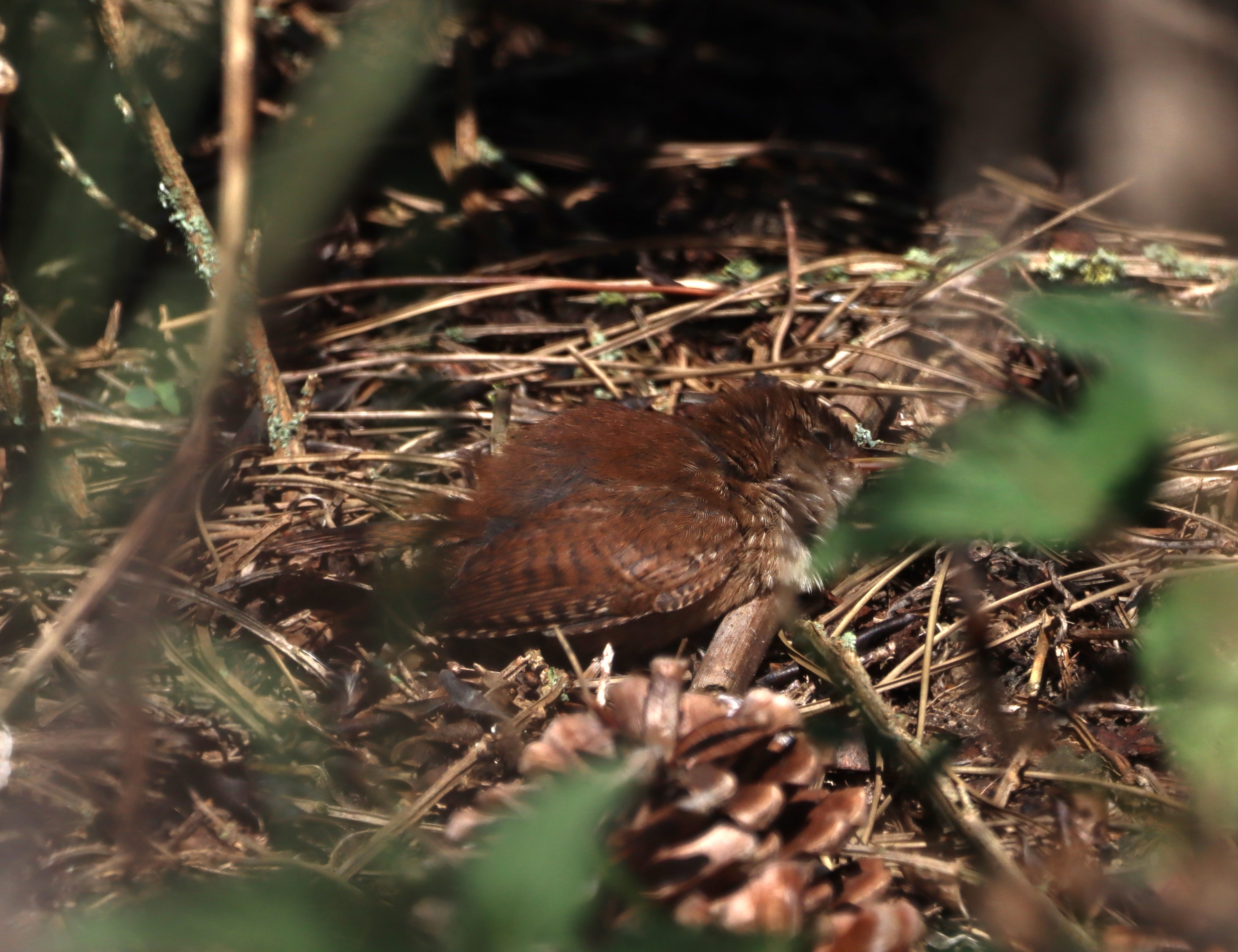 Wren - 15-08-2025