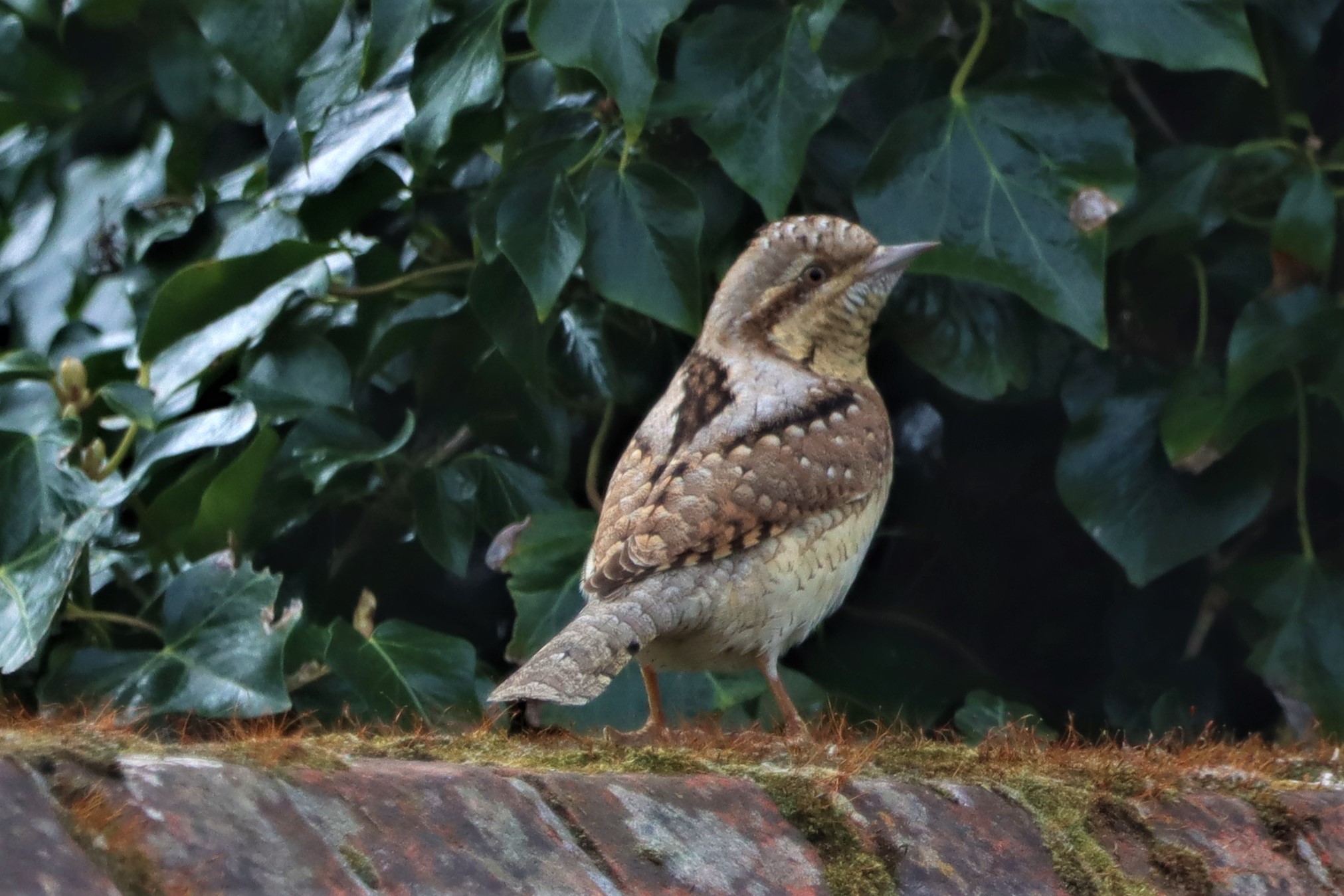 Wryneck - 19-04-2021