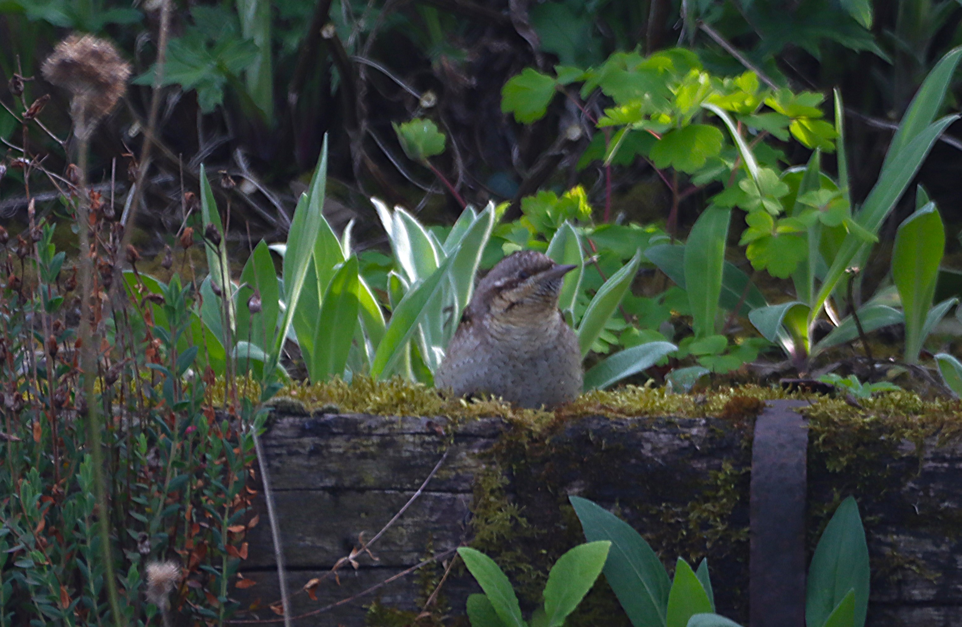 Wryneck - 26-04-2025