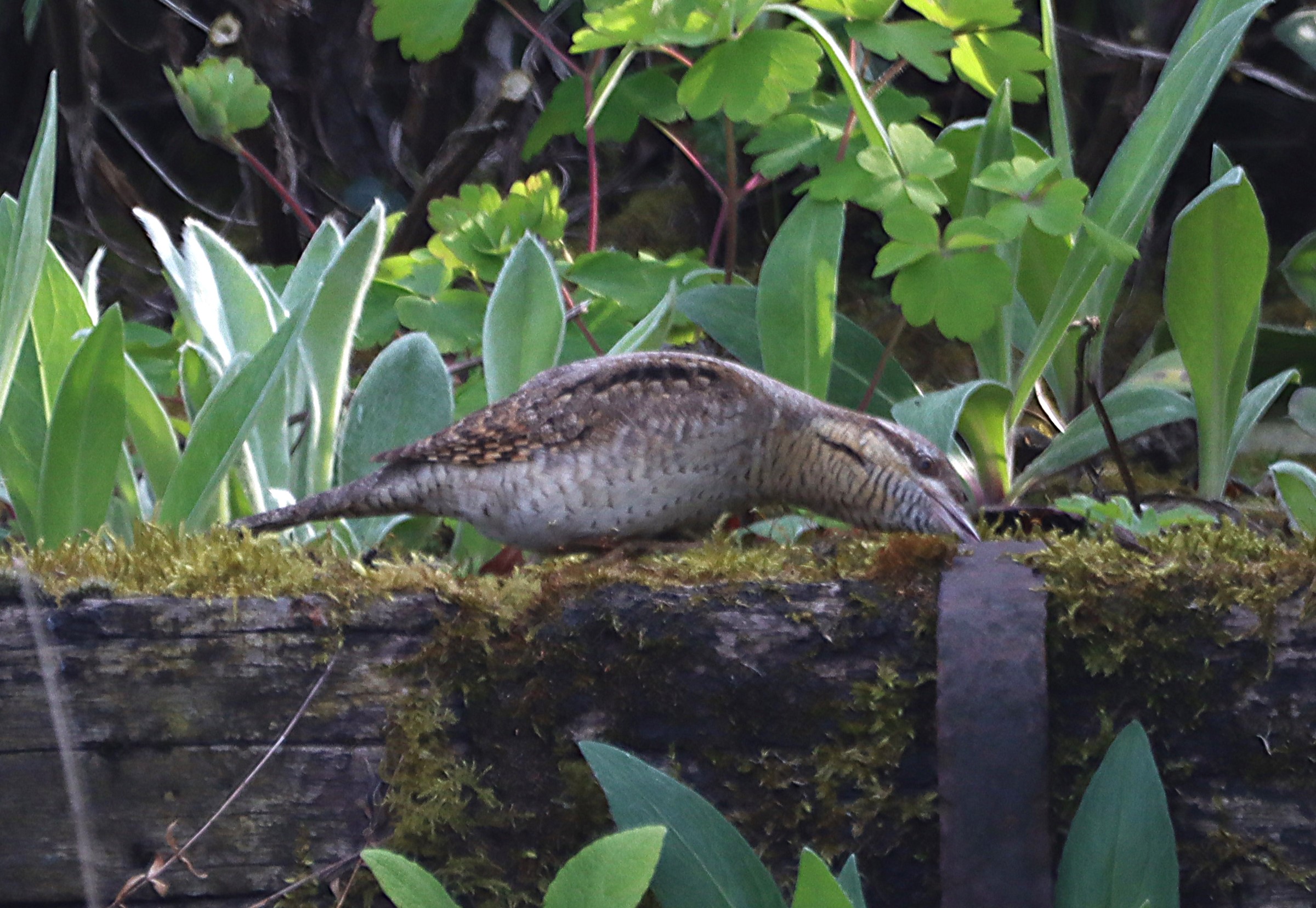 Wryneck - 26-04-2025